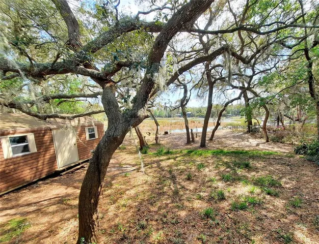 a tree in the middle of a yard