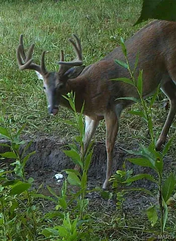 $608,000 | 249 County Road 249, Palmyra, MO 63461