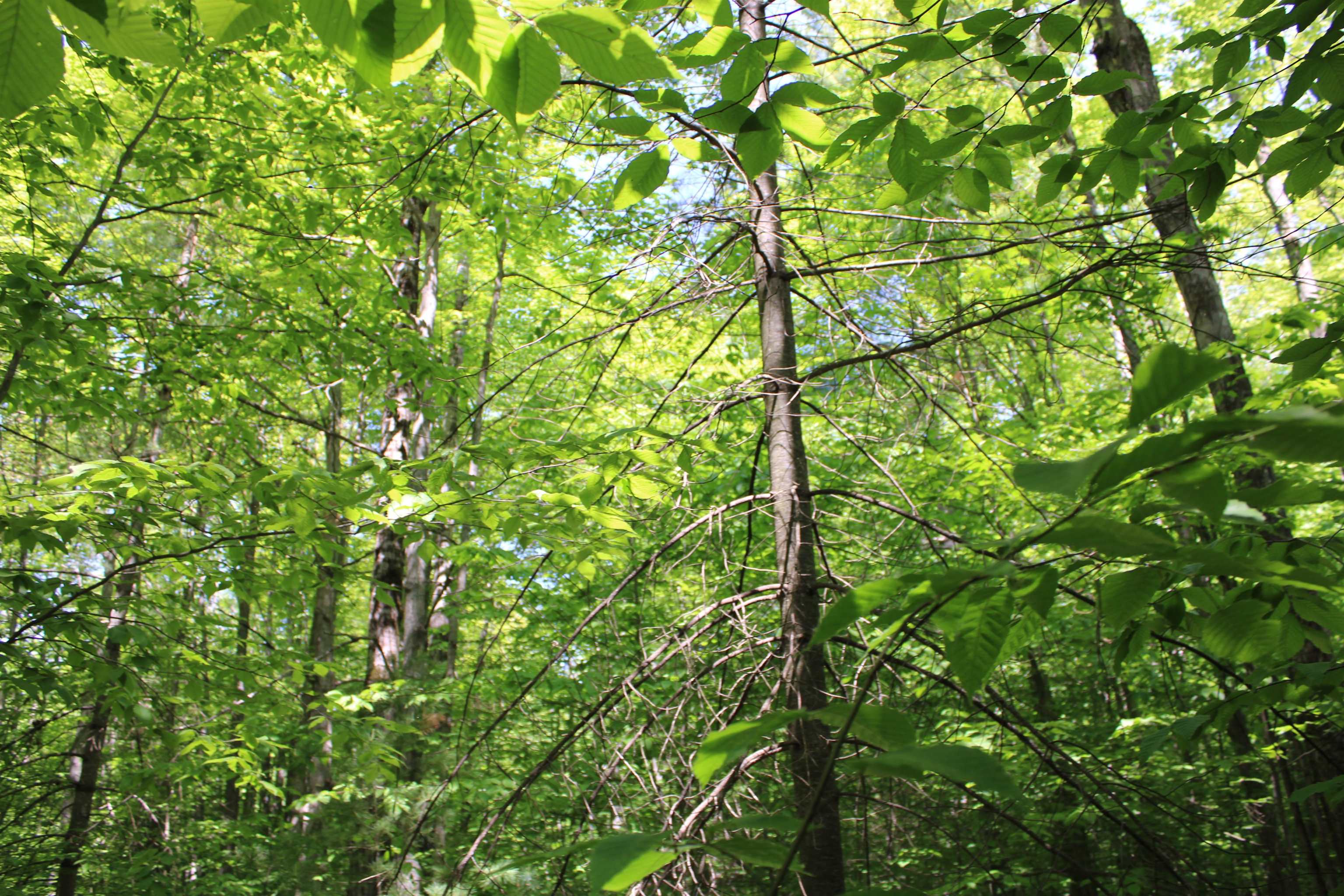 Vl Squaw Lake Road Kalkaska, MI 49646 - Photo 5 of 21