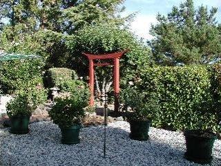 535 Los Alamos Road Santa Rosa, CA 95409 - Photo 7 of 8 a bunch of trees sitting in a backyard