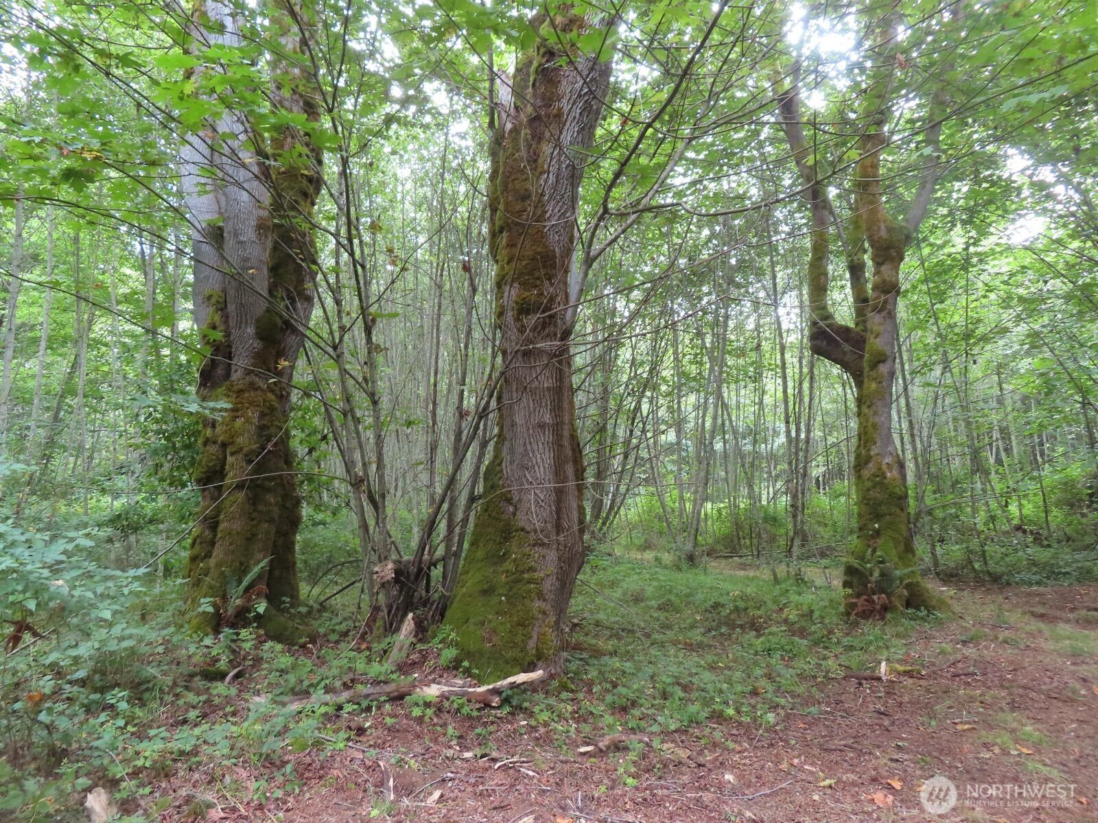 -xxx Del Ray Road Mossyrock, WA 98564 - Photo 6 of 25
