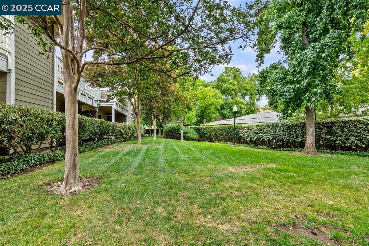 2606 Jones Road, Unit B Walnut Creek, CA 94597 - Photo 26 of 29 a view of a backyard with plants and large tree