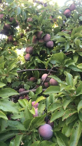 $875,000 | 1723 Pheasant Drive, Hercules, CA 94547