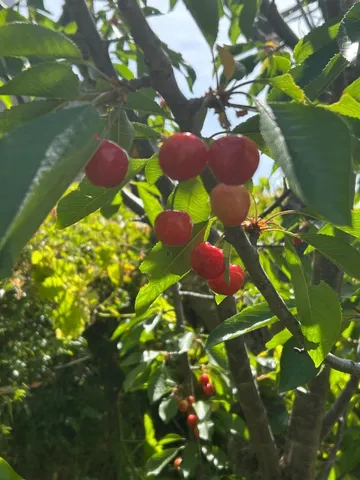 $875,000 | 1723 Pheasant Drive, Hercules, CA 94547