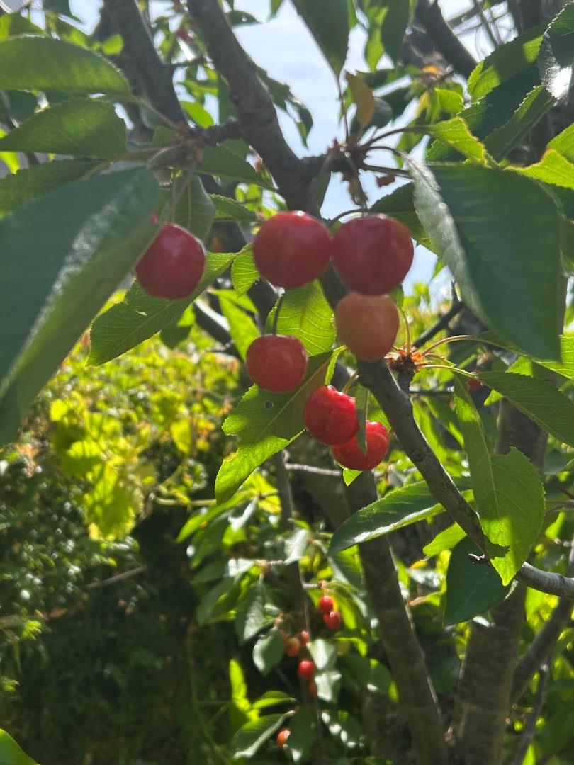 1723 Pheasant Drive Hercules, CA 94547 - Photo 31 of 34