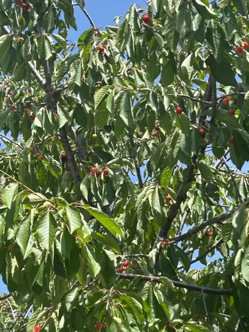 $875,000 | 1723 Pheasant Drive, Hercules, CA 94547