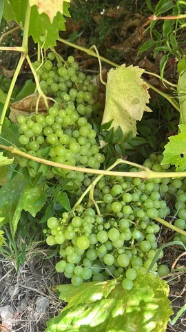 $875,000 | 1723 Pheasant Drive, Hercules, CA 94547