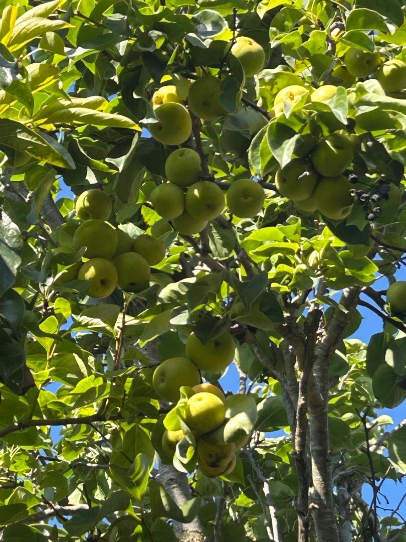 1723 Pheasant Drive Hercules, CA 94547 - Photo 34 of 34