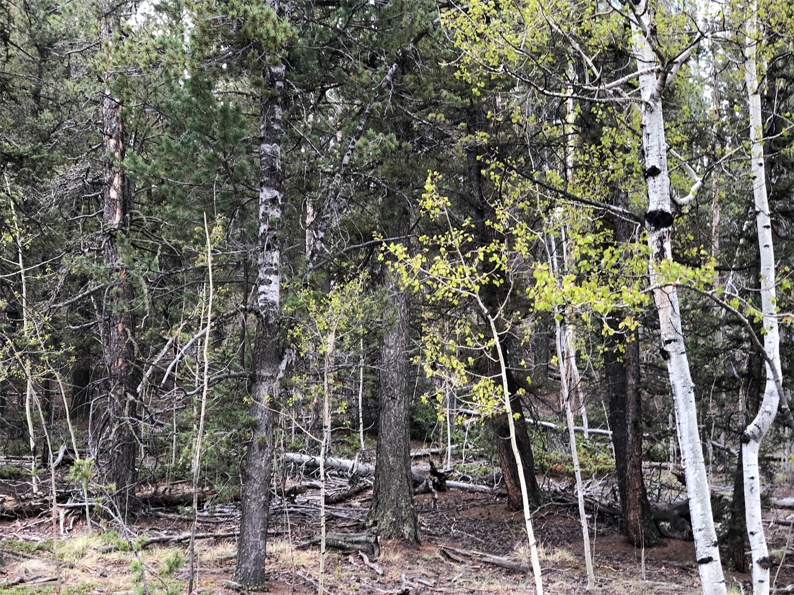 649 Chippewa Road Como, CO 80456 - Photo 9 of 11 Gallery Image 9