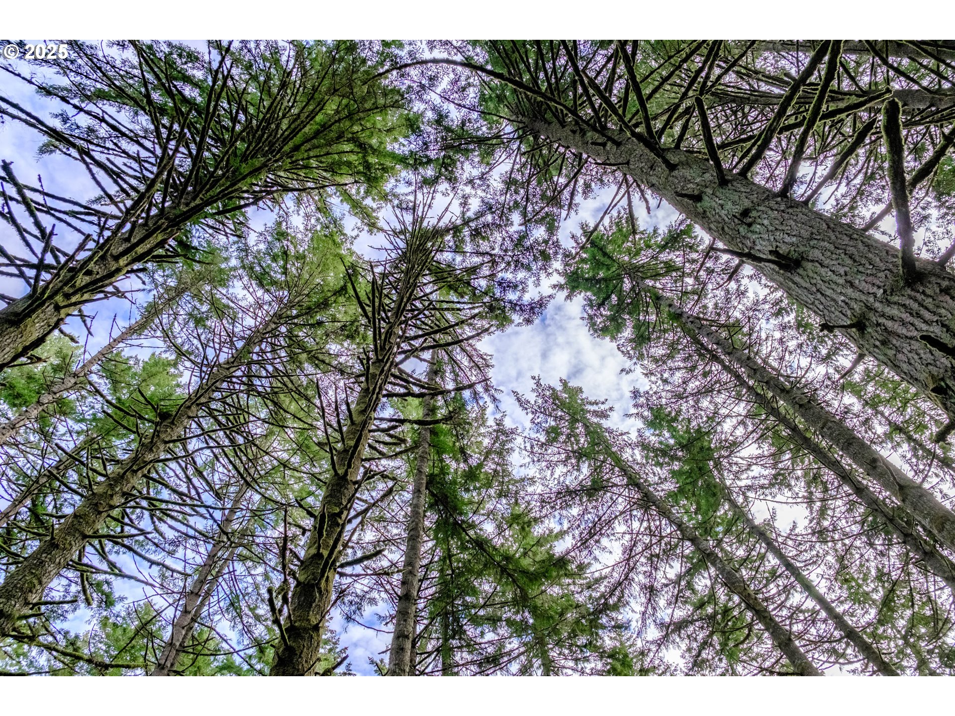 0 Next To) Airlie Road Monmouth, OR 97361 - Photo 13 of 34 a backyard of a house with lots of green space