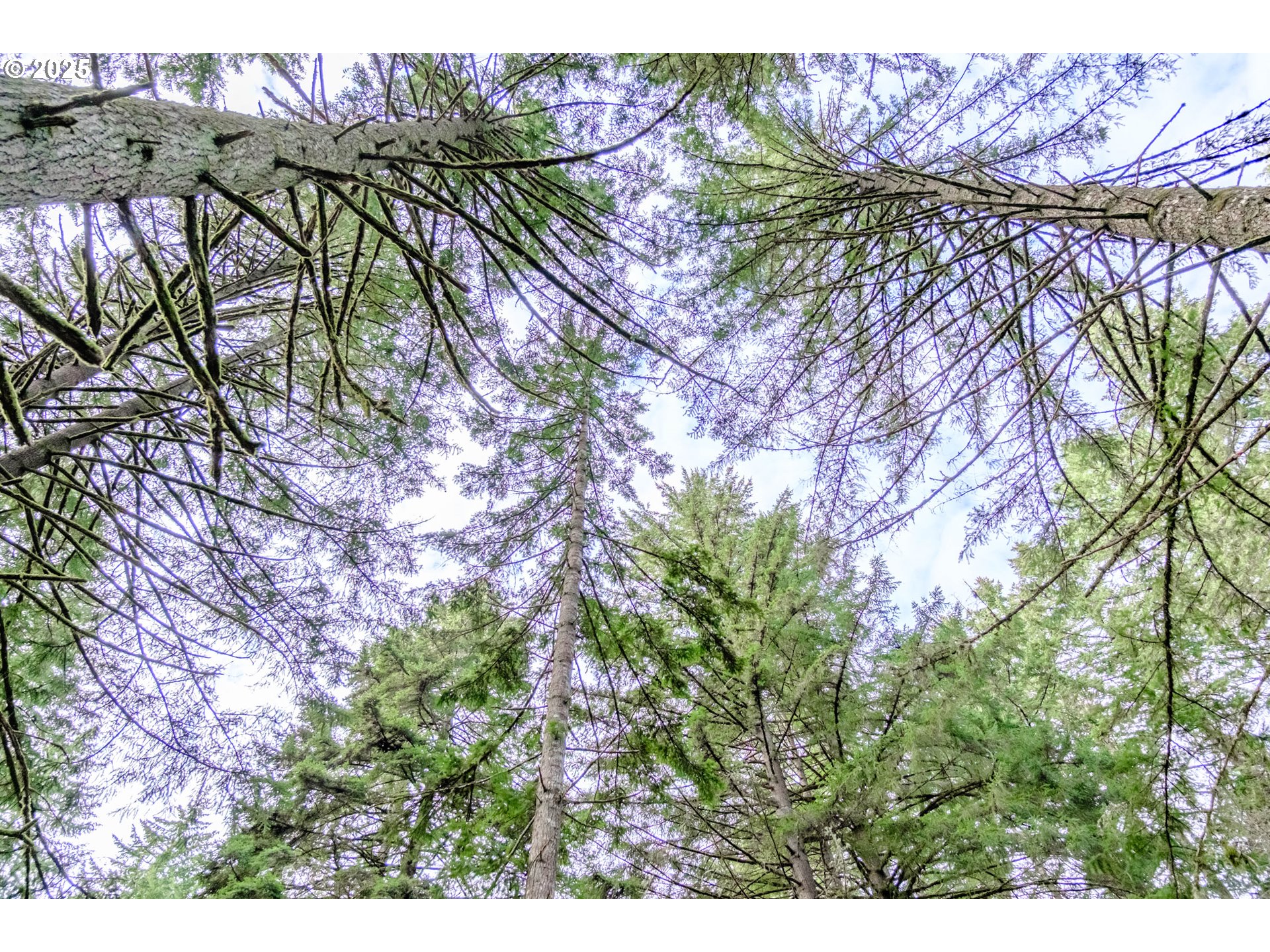 0 Next To) Airlie Road Monmouth, OR 97361 - Photo 15 of 34 a view of a tree