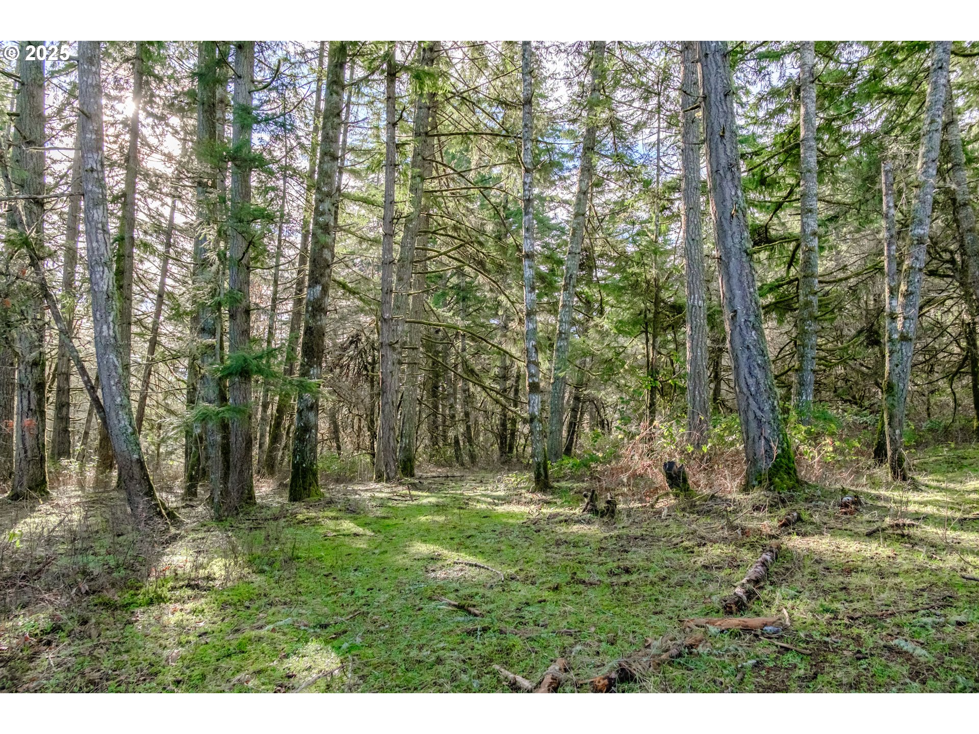 0 Next To) Airlie Road Monmouth, OR 97361 - Photo 16 of 34 a backyard of a house with lots of green space