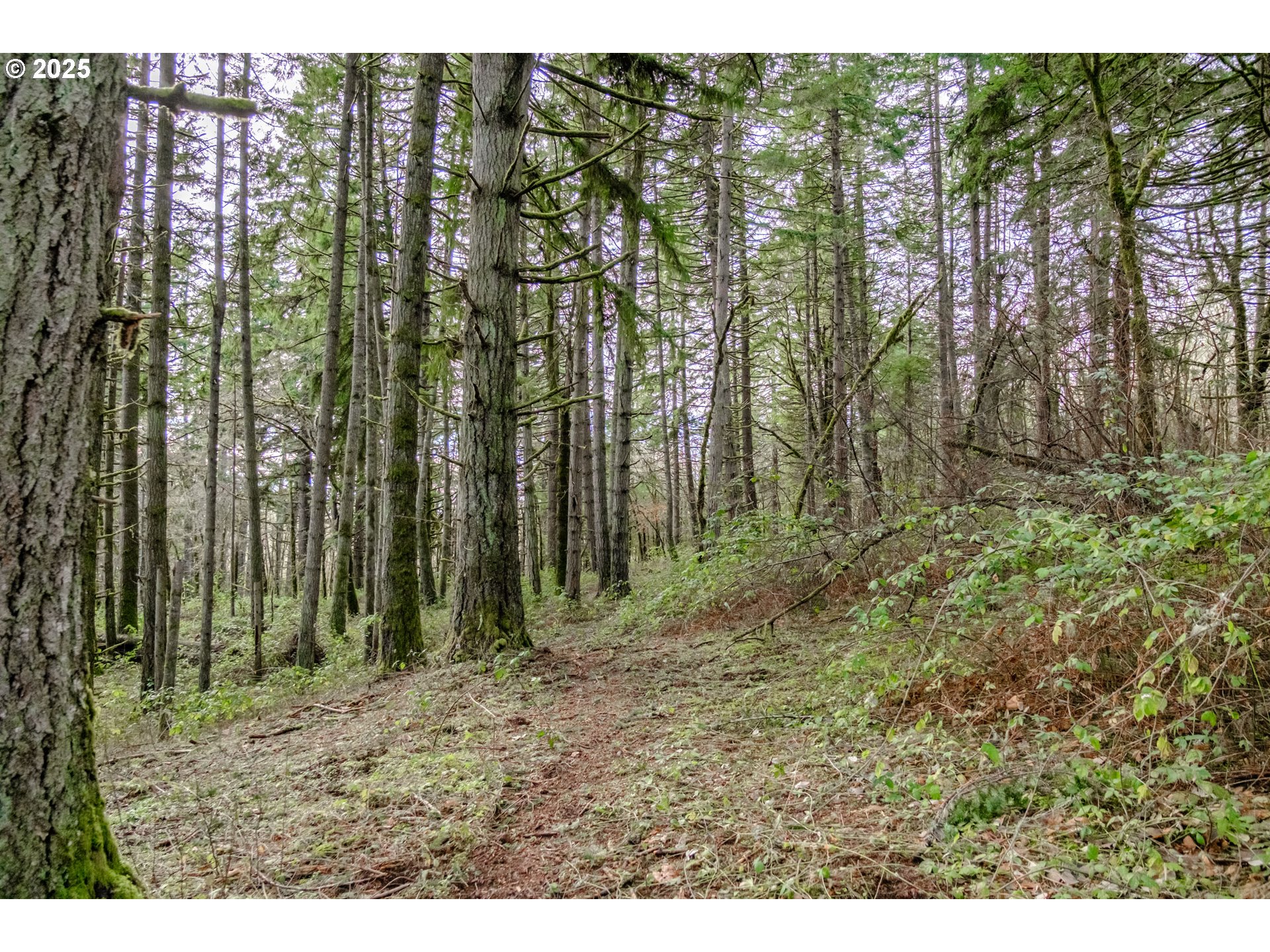 0 Next To) Airlie Road Monmouth, OR 97361 - Photo 18 of 34 a view of outdoor space and green space