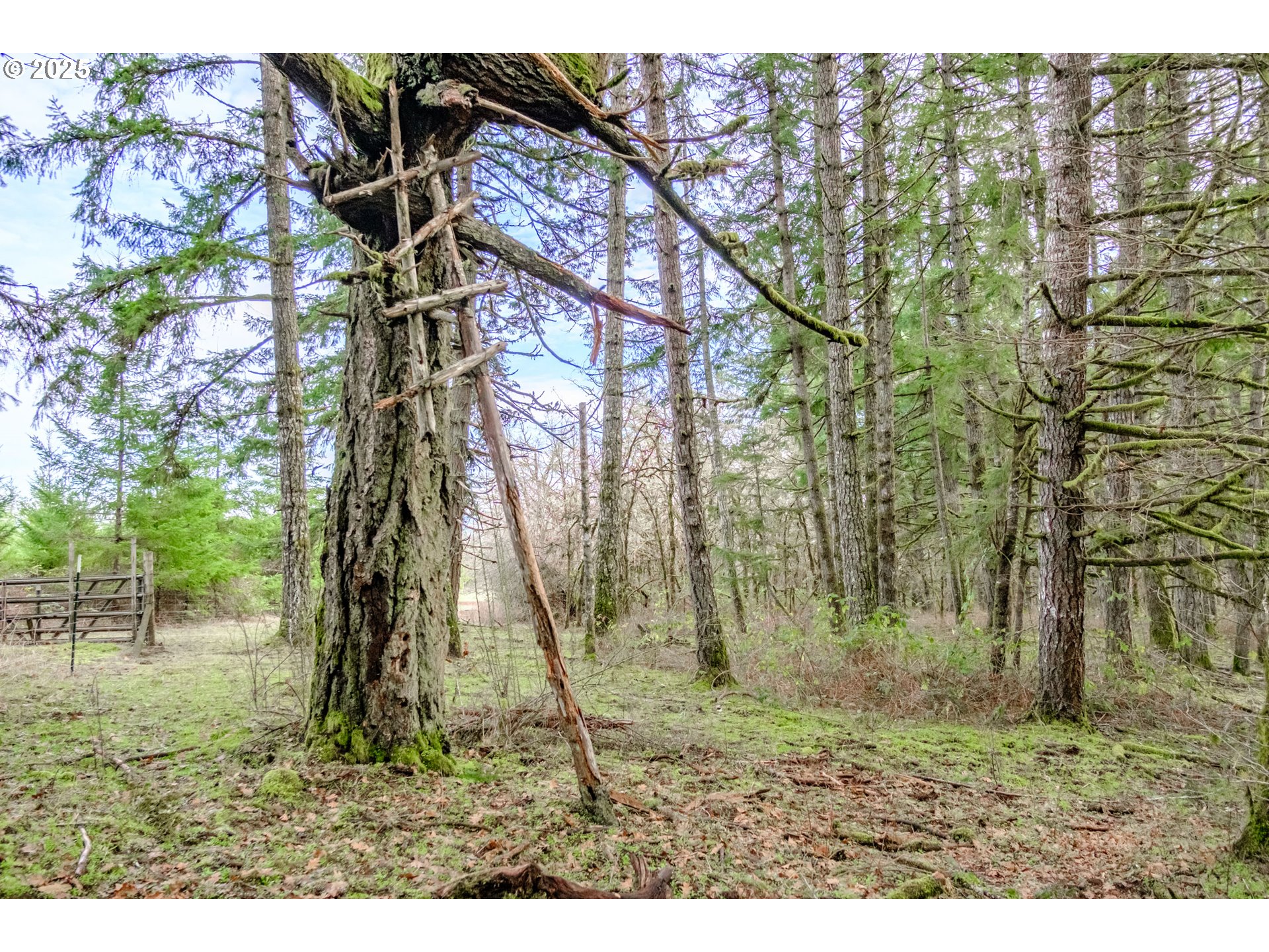 0 Next To) Airlie Road Monmouth, OR 97361 - Photo 19 of 34 a backyard of a house with lots of green space