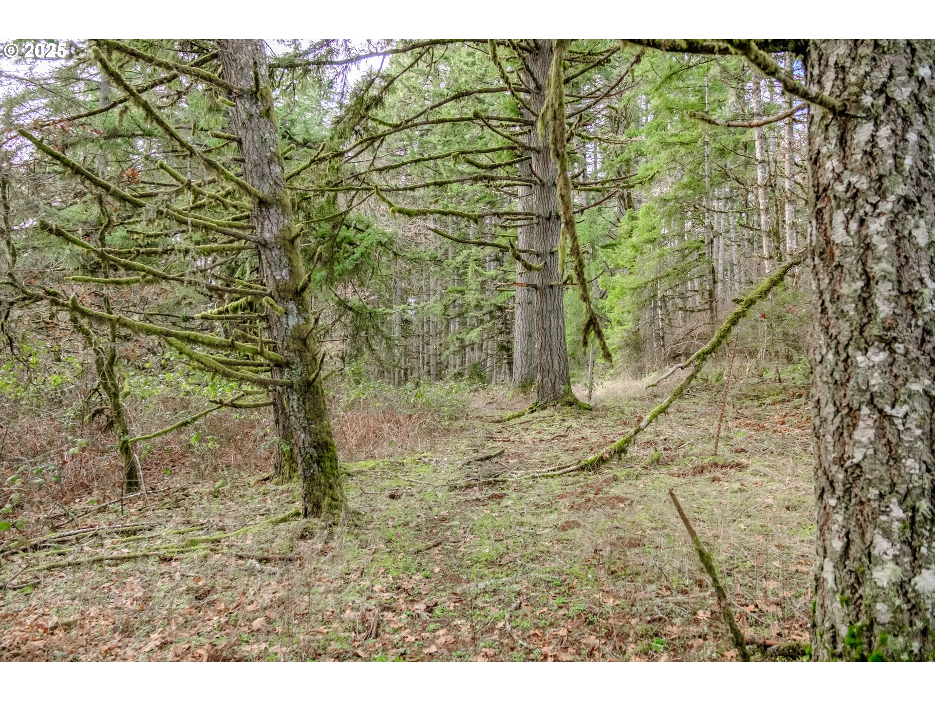 0 Next To) Airlie Road Monmouth, OR 97361 - Photo 20 of 34 a view of a yard with an tree