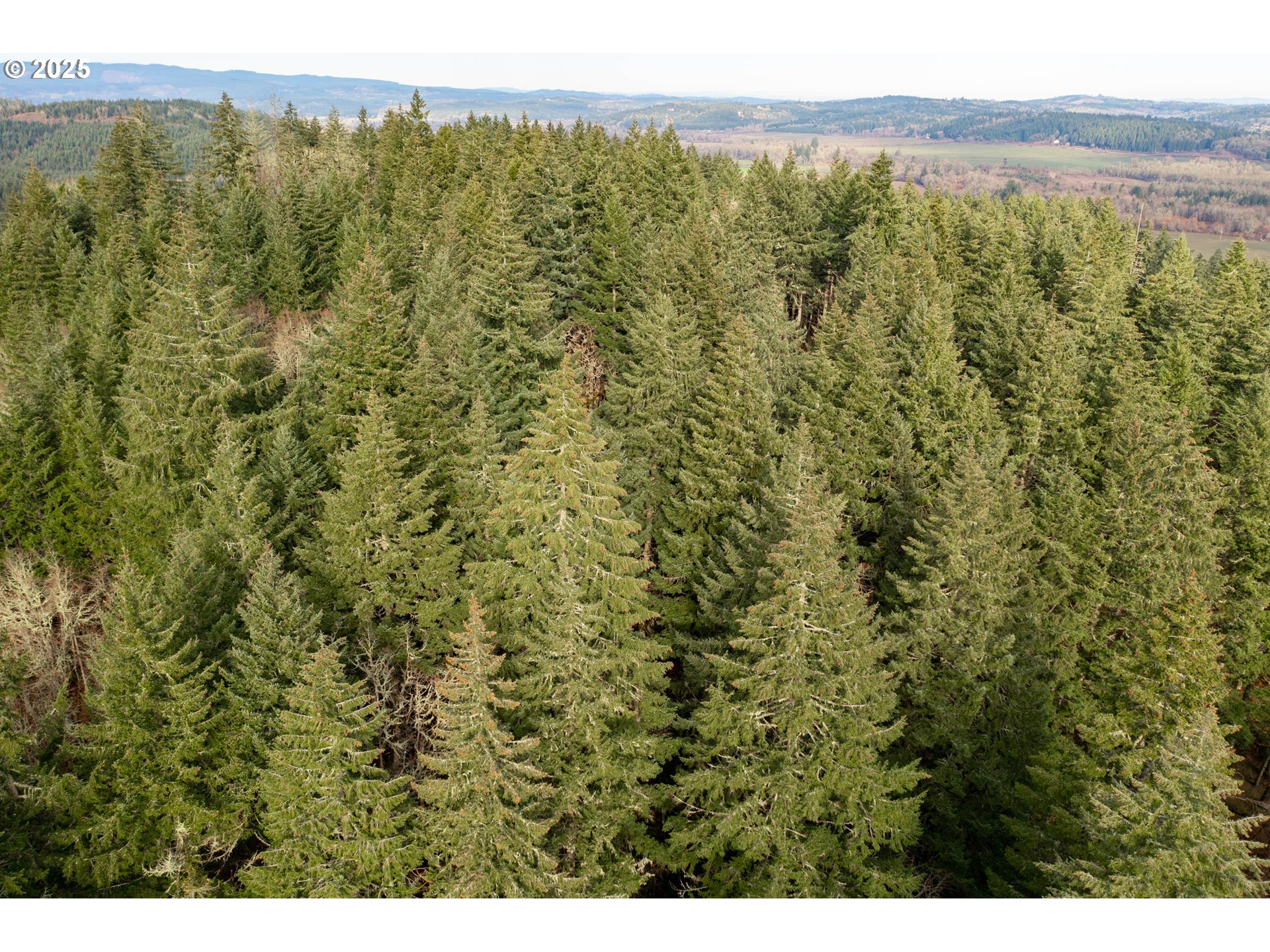 0 Next To) Airlie Road Monmouth, OR 97361 - Photo 5 of 34 a view of a forest with an outdoor space