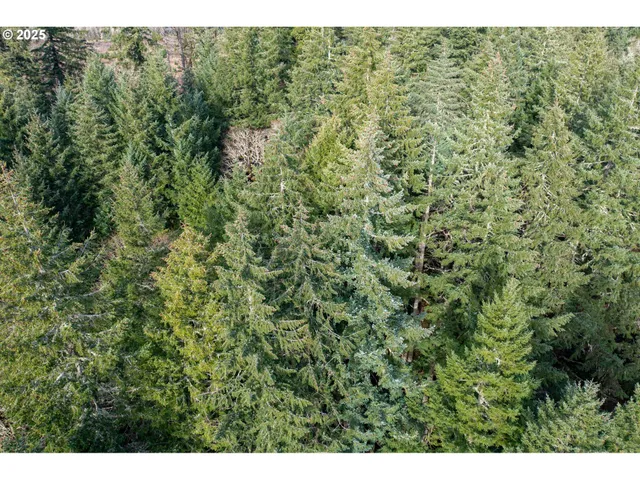 a view of a big yard with lots of bushes