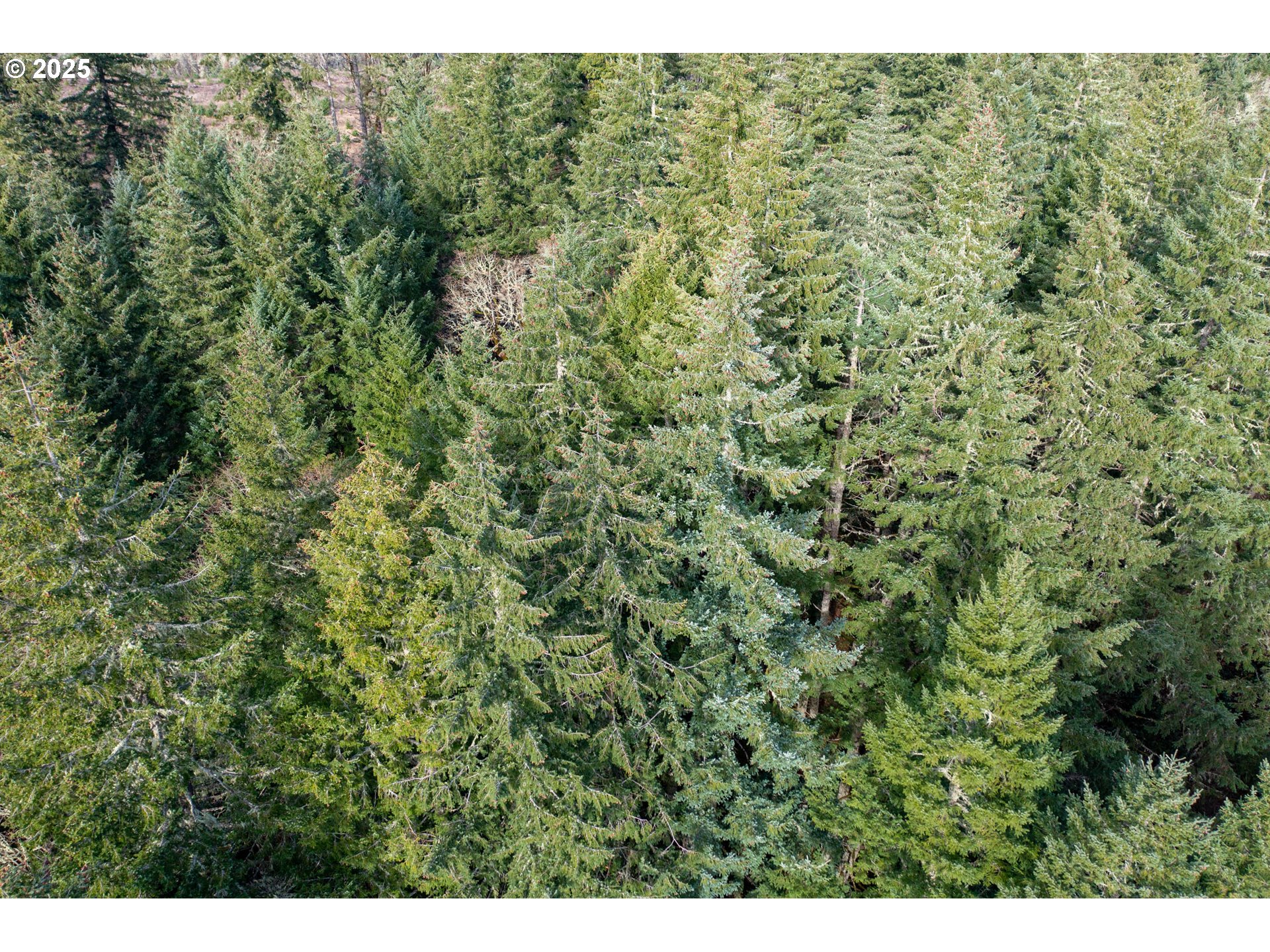 0 Next To) Airlie Road Monmouth, OR 97361 - Photo 6 of 34 a view of a big yard with lots of bushes