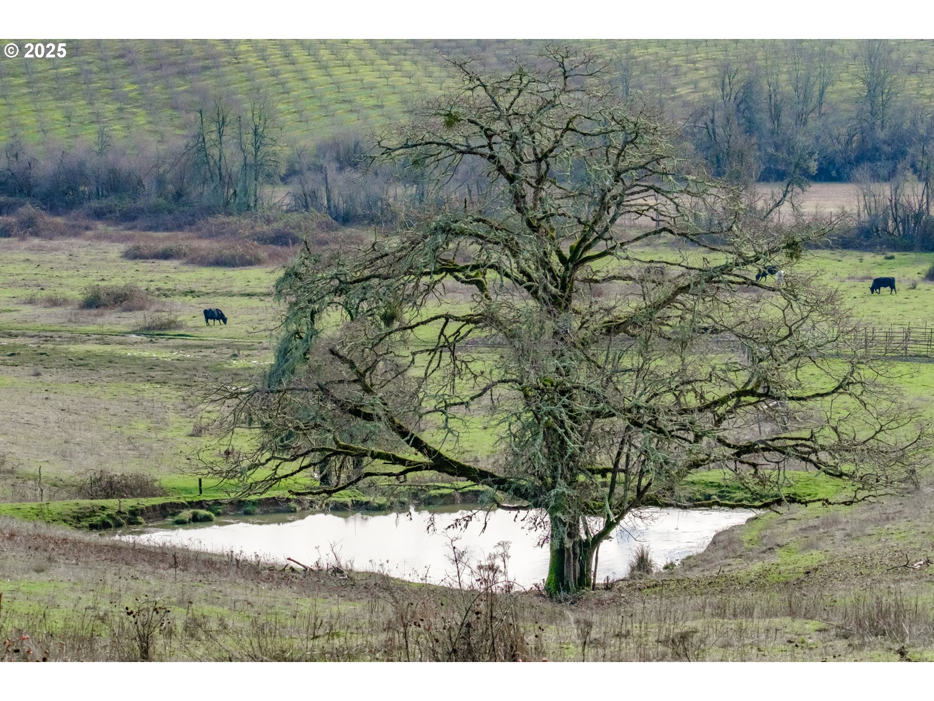 0 Next To) Airlie Road Monmouth, OR 97361 - Photo 10 of 34 a view of outdoor space and yard