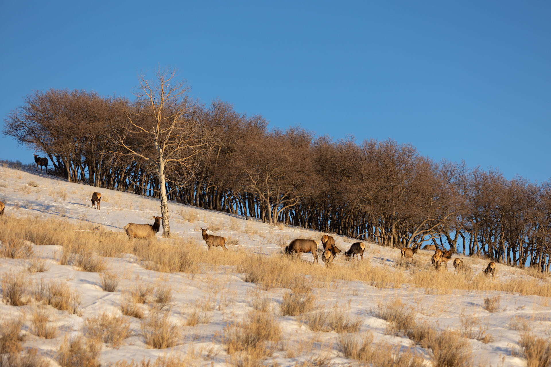 Tbd Miguel Road Telluride, CO 81435 - Photo 6 of 14 a view of a snow in the backyard of a house