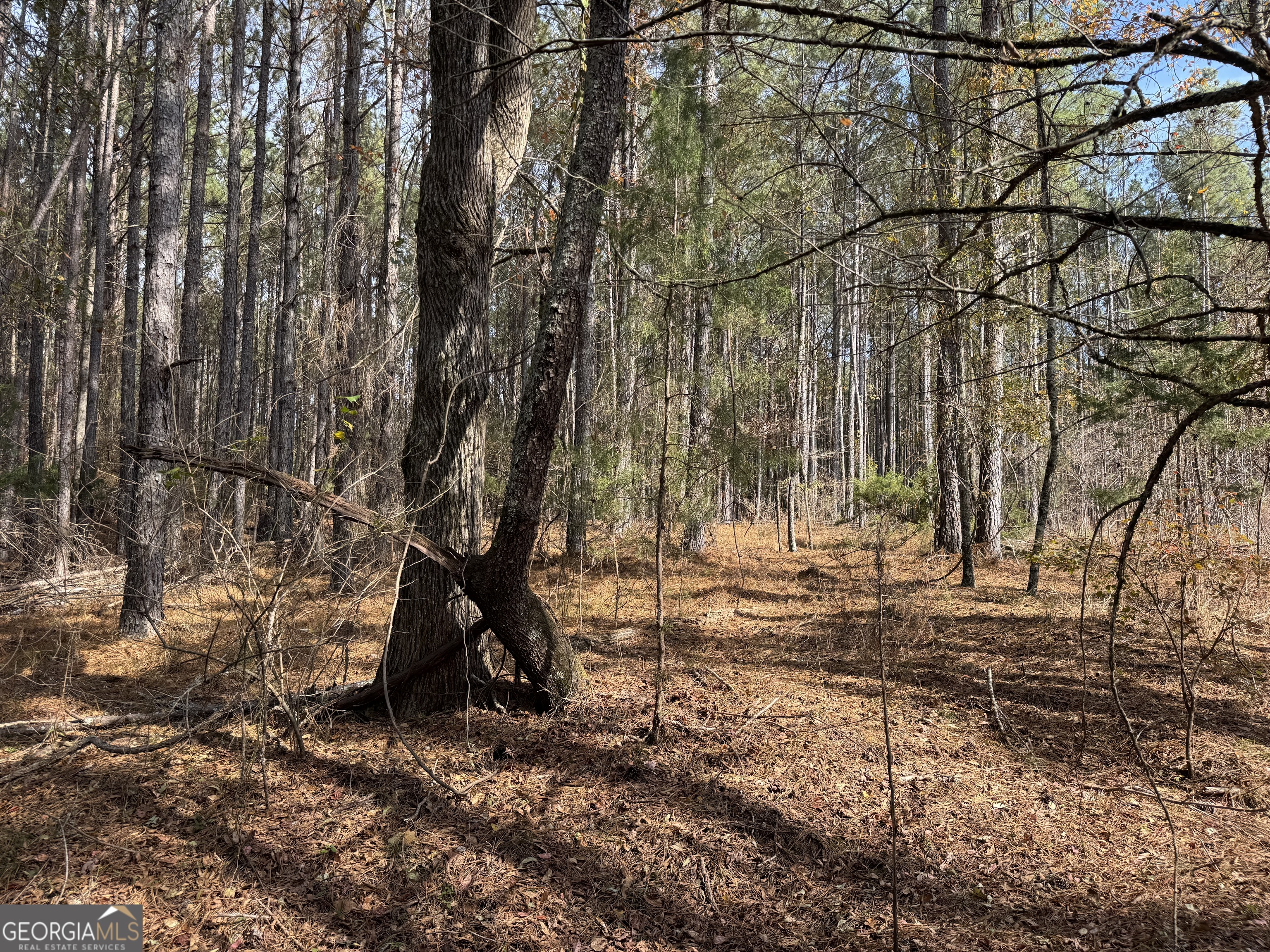 0 Old Middleton Road Elberton, GA 30635 - Photo 32 of 42 a view of a yard with a tree
