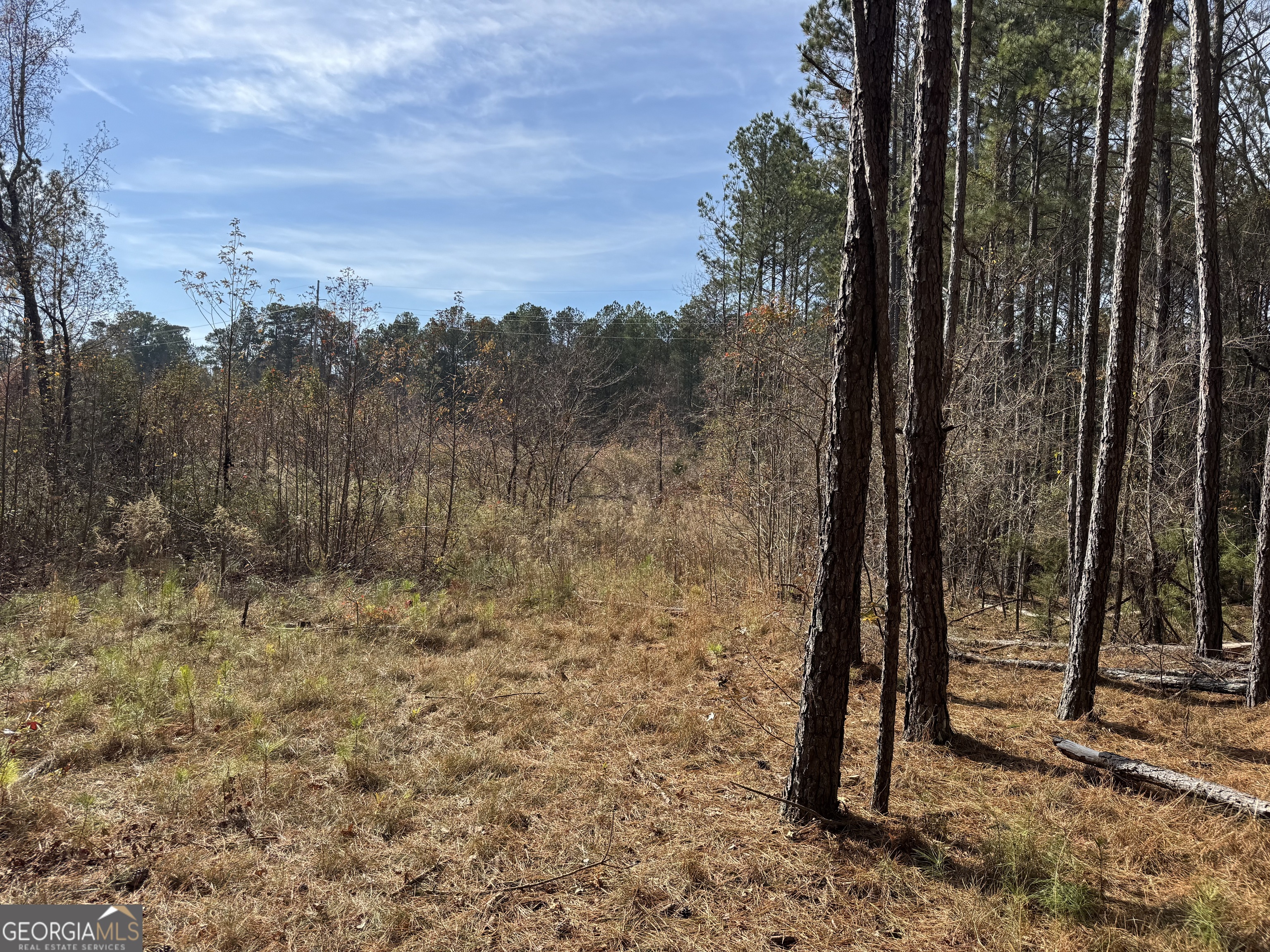 0 Old Middleton Road Elberton, GA 30635 - Photo 33 of 42 a view of a forest with a tree in the background