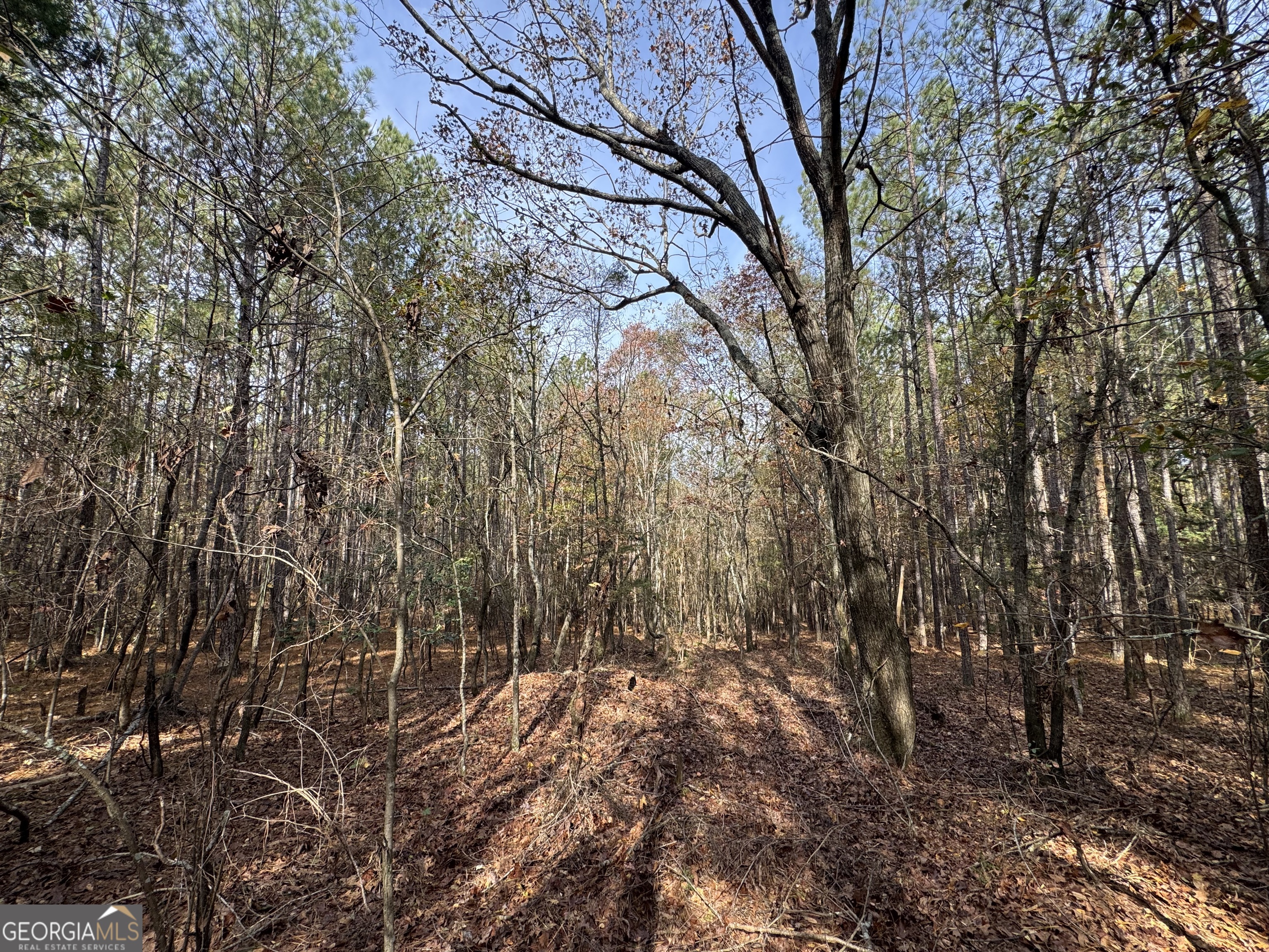 0 Old Middleton Road Elberton, GA 30635 - Photo 35 of 42 a view of forest