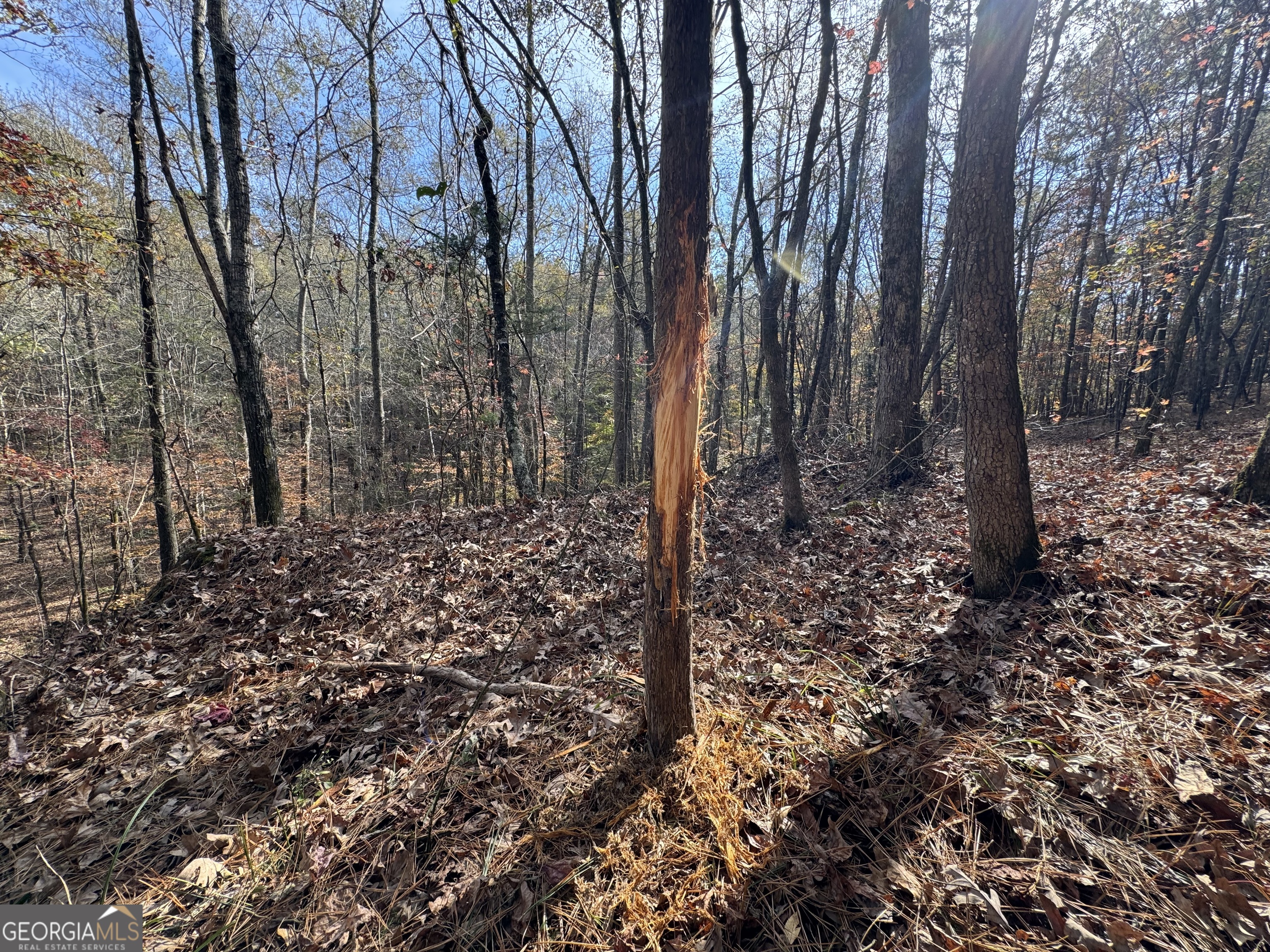 0 Old Middleton Road Elberton, GA 30635 - Photo 37 of 42 a view of a forest filled with trees