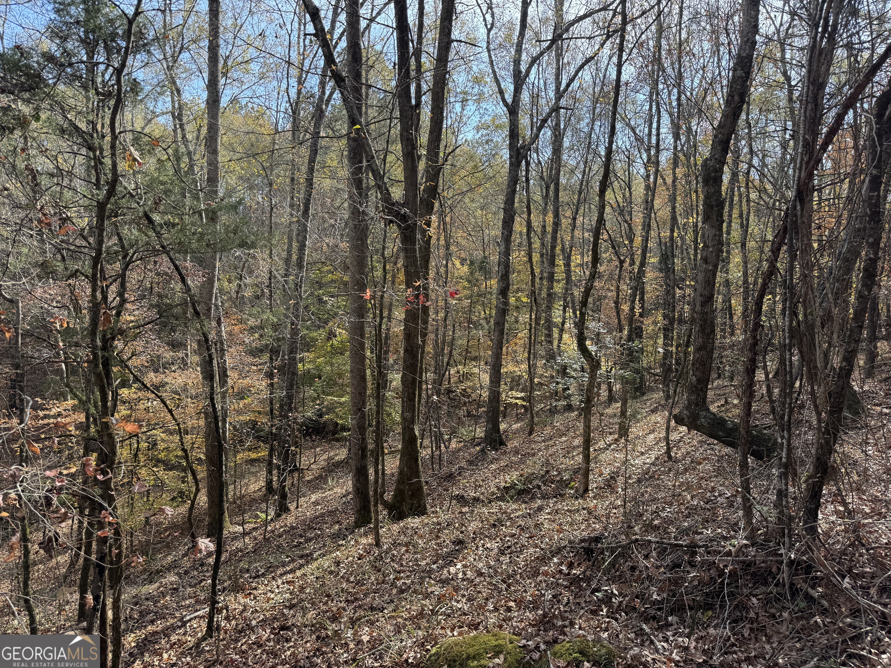 0 Old Middleton Road Elberton, GA 30635 - Photo 38 of 42 a view of a forest with trees