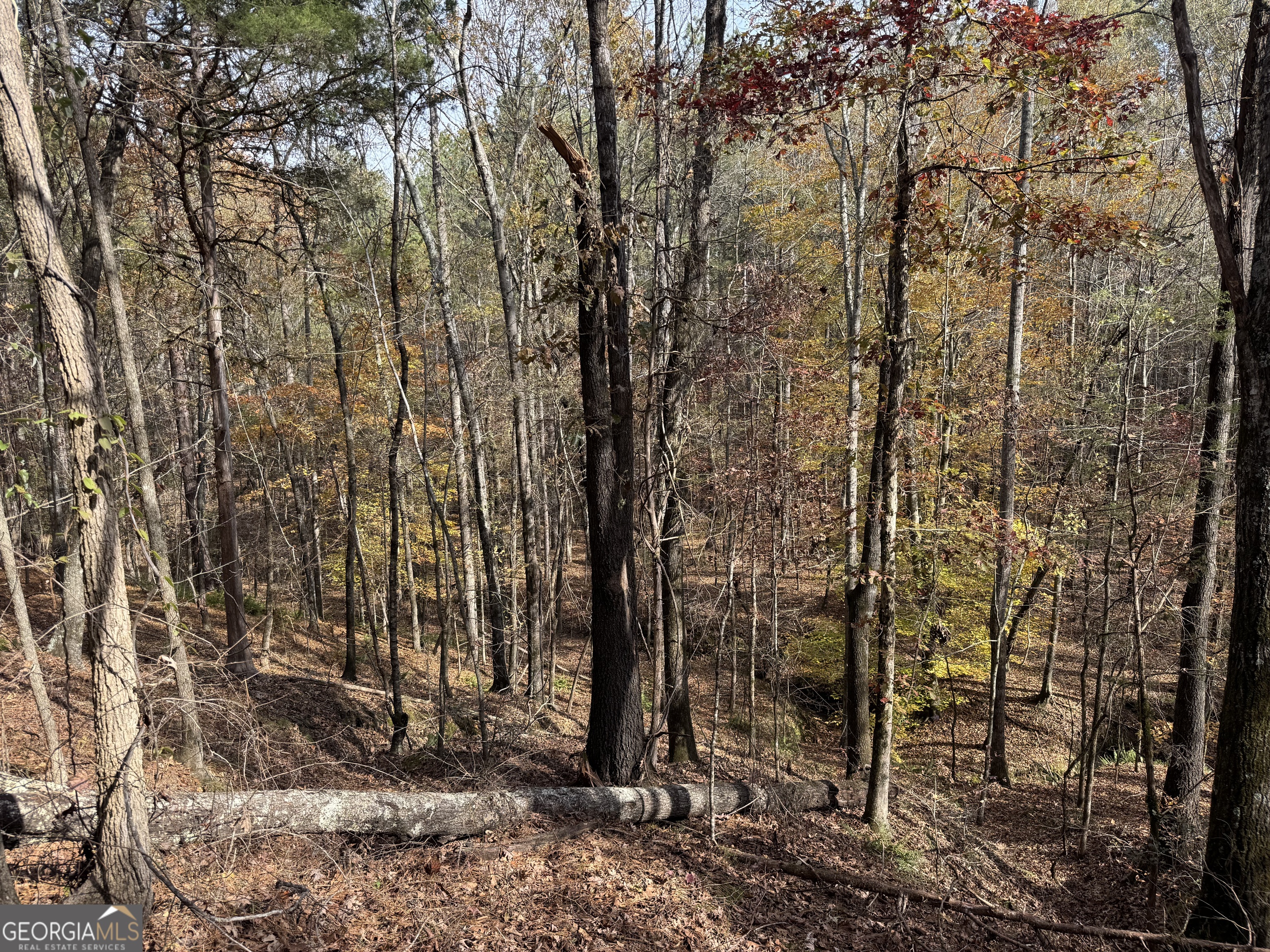 0 Old Middleton Road Elberton, GA 30635 - Photo 39 of 42 a view of a forest filled with trees