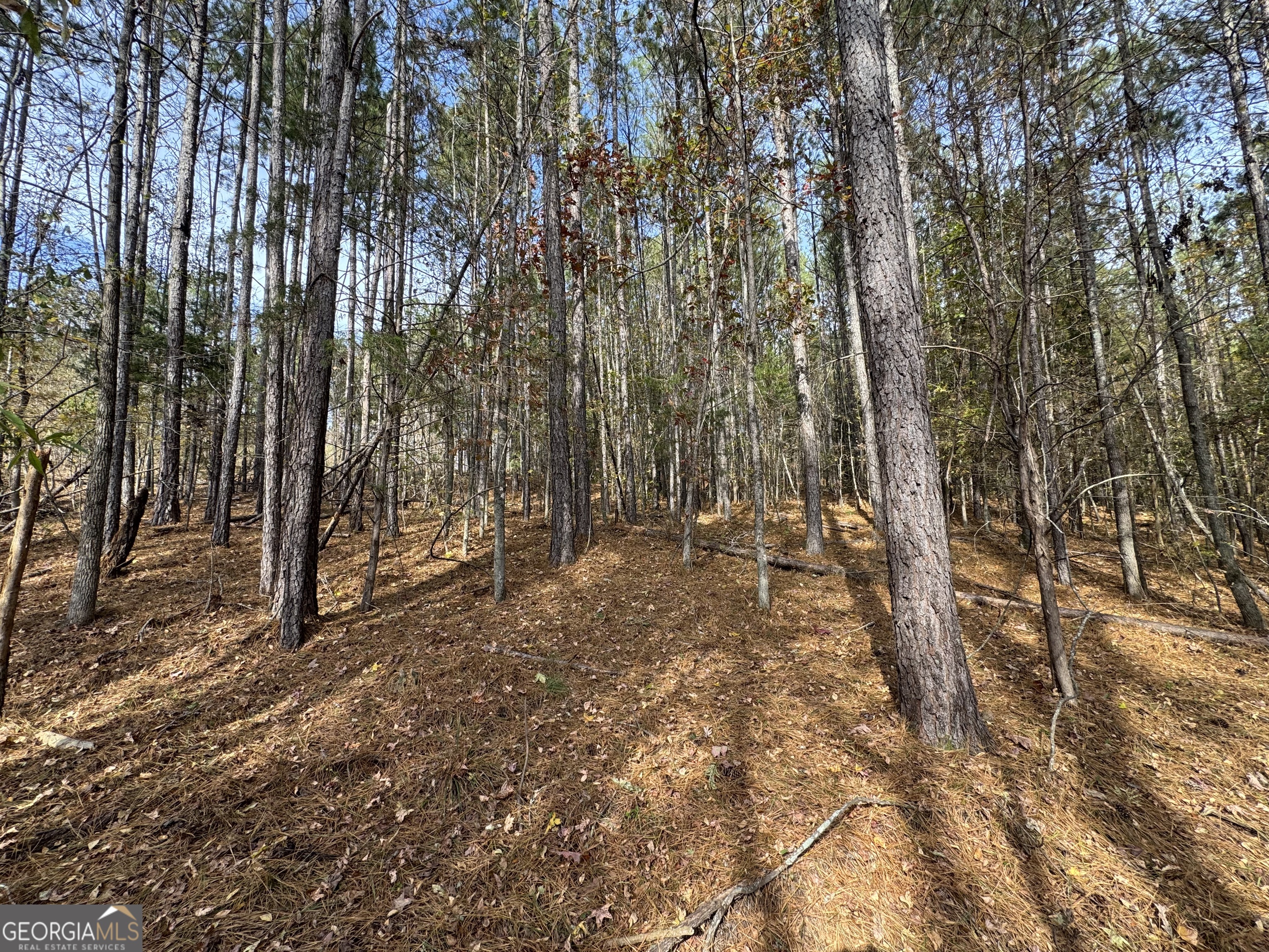 0 Old Middleton Road Elberton, GA 30635 - Photo 6 of 42 a view of forest