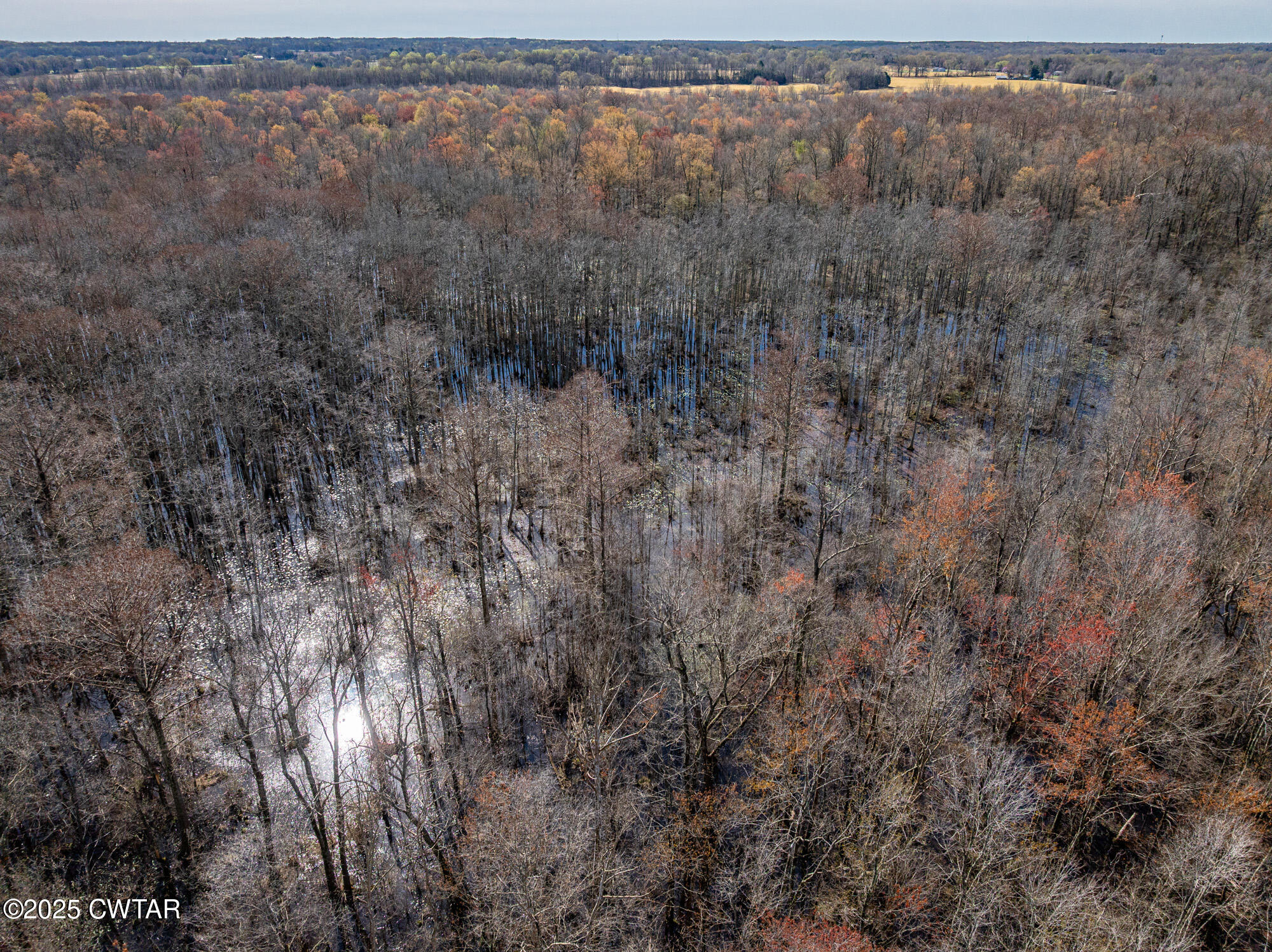 0 Lavinia Road Lavinia, TN 38348 - Photo 13 of 26 a view of a forest with trees in the background