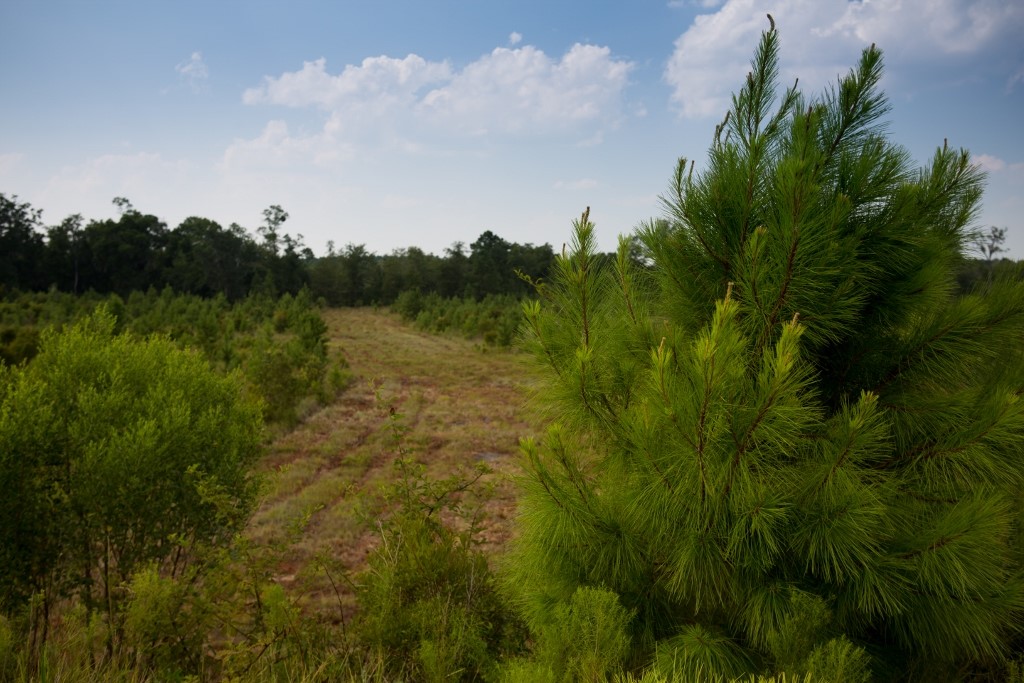 19 Windmill Palm Brunswick, GA 31523 - Photo 25 of 29
