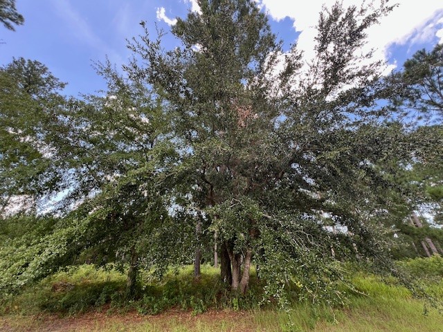 19 Windmill Palm Brunswick, GA 31523 - Photo 4 of 29
