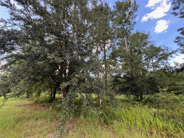 19 Windmill Palm Brunswick, GA 31523 - Photo 5 of 29