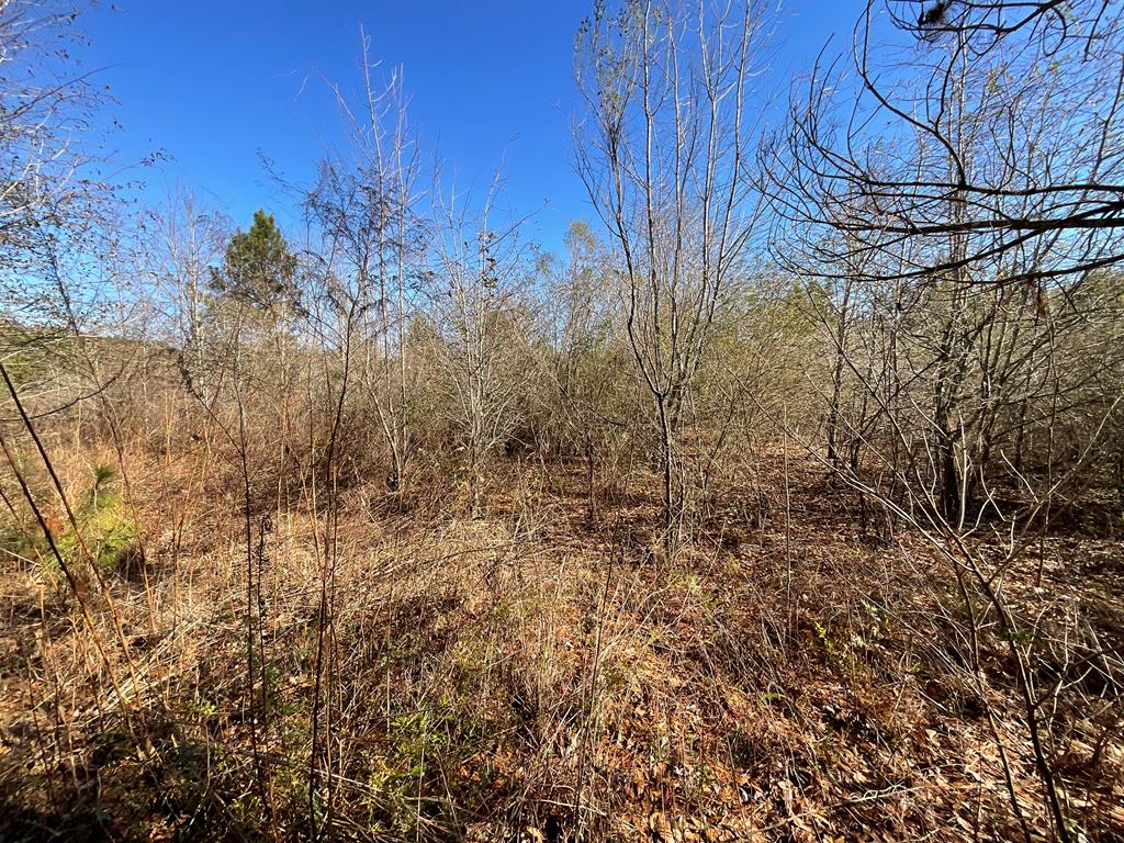 Vacant Kelly-Collins Road Climax, GA 39834 - Photo 24 of 65 Gallery Image 24