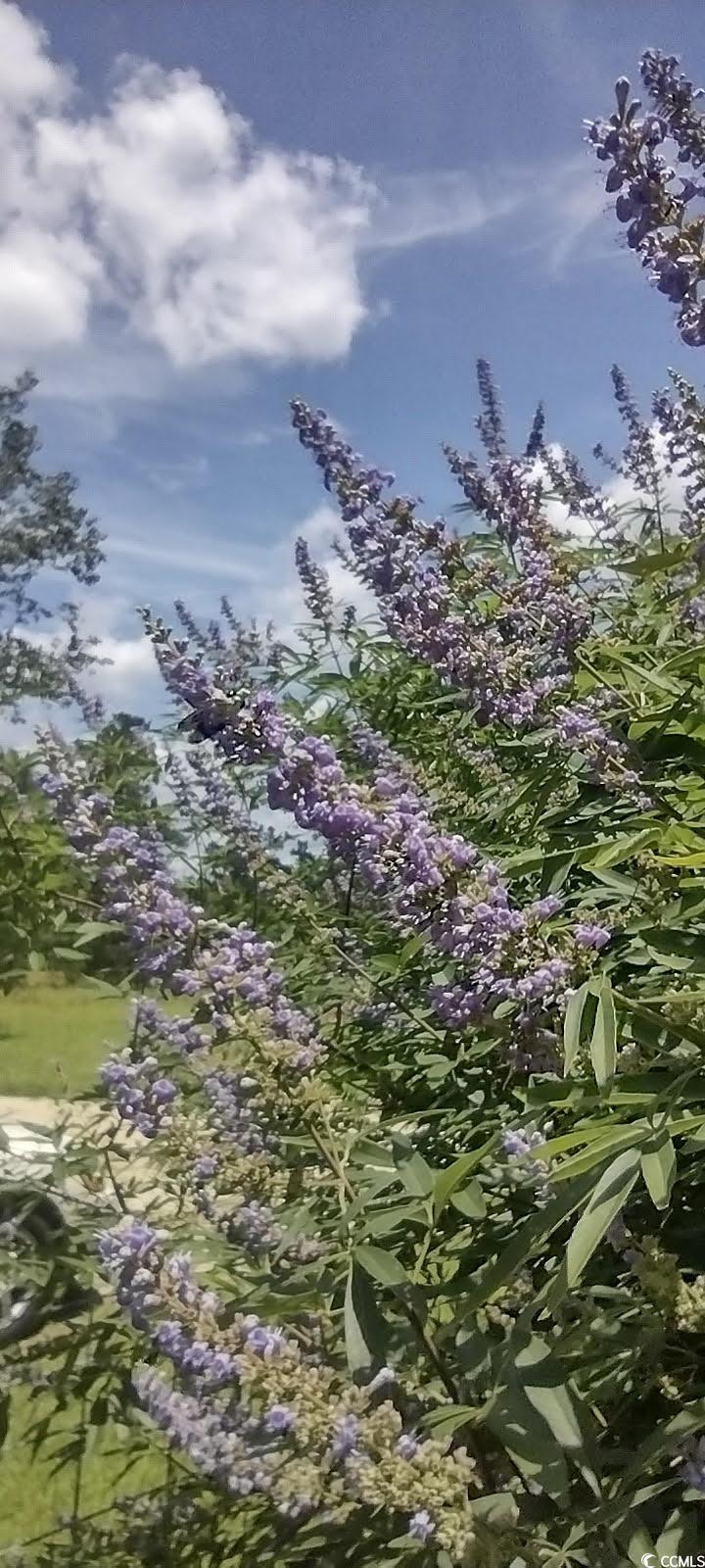 1875 French Santee Road Jamestown, SC 29453 - Photo 12 of 12