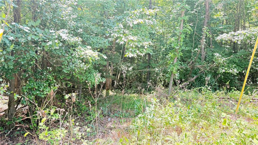 Tbd Rockford Road Dobson, NC 27017 - Photo 6 of 14