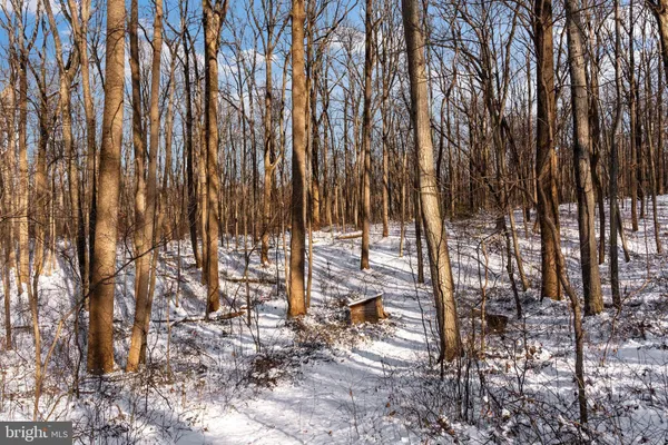 a view of outdoor space with lots of trees
