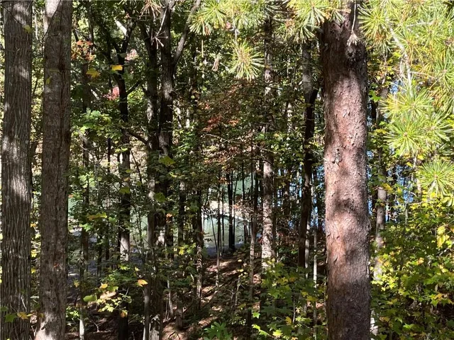 a close up of a tree