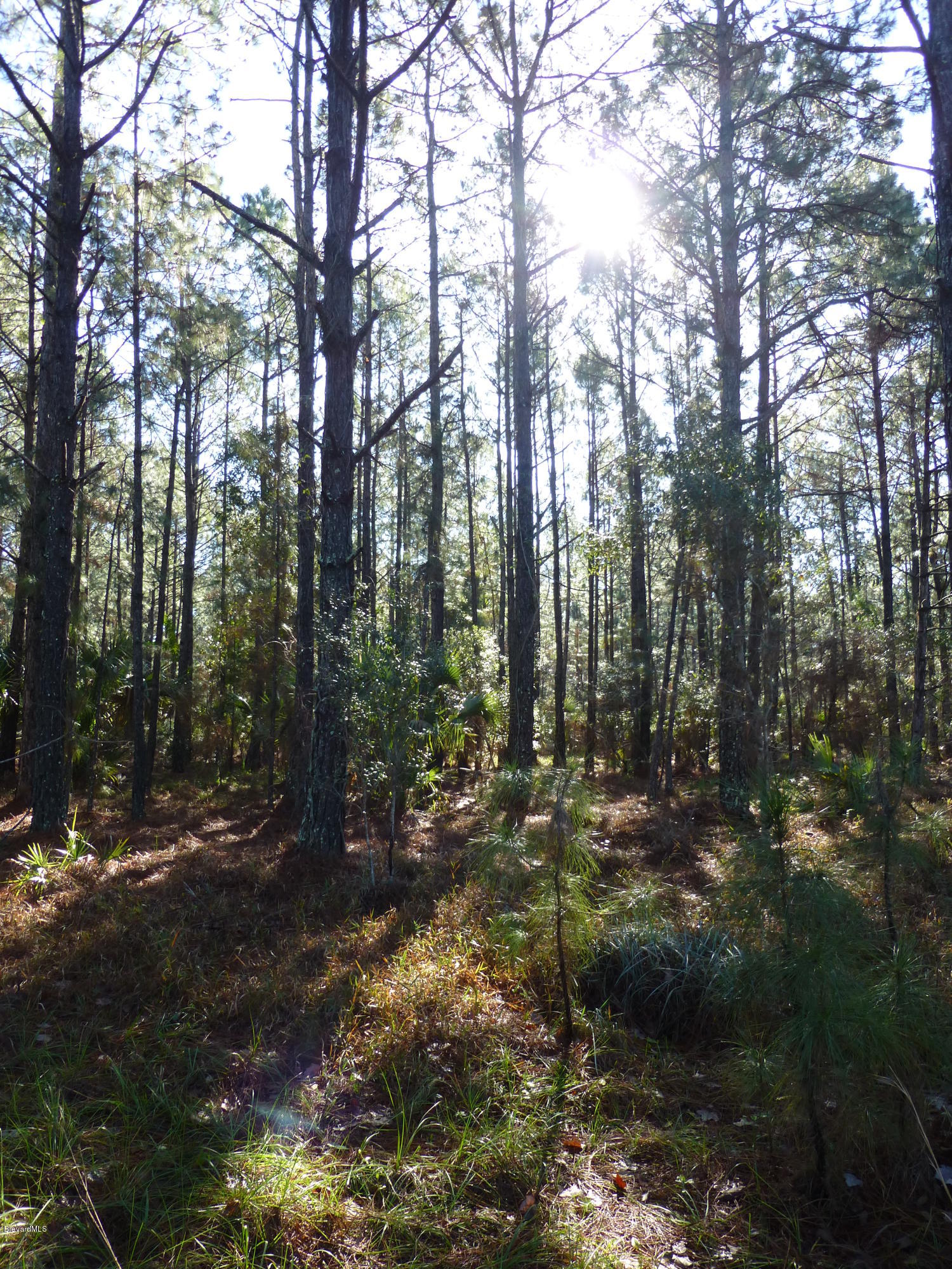10300 Epiphyte Road Mims, FL 32754 - Photo 11 of 38 P1010467