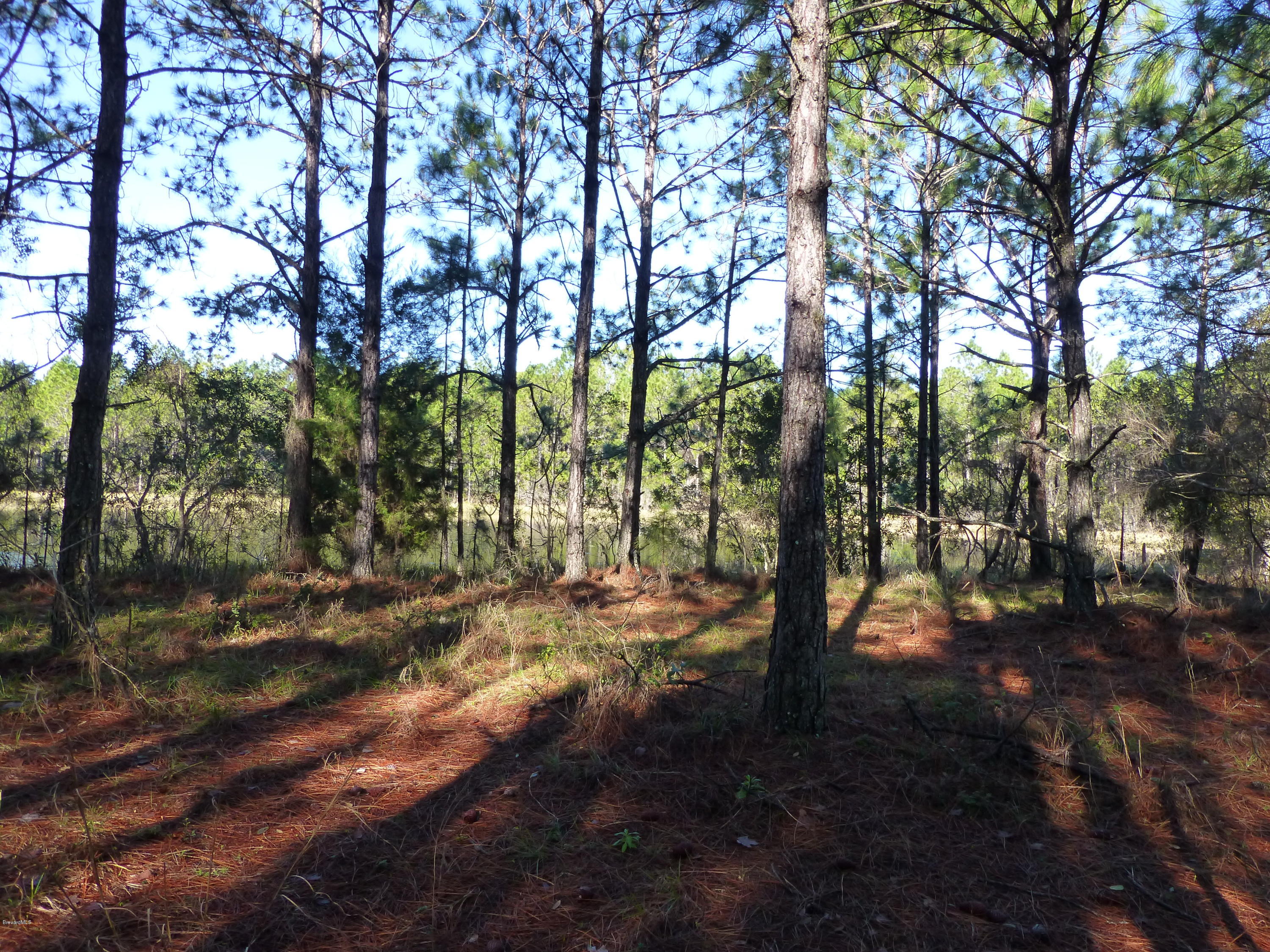 10300 Epiphyte Road Mims, FL 32754 - Photo 16 of 38 P1010470