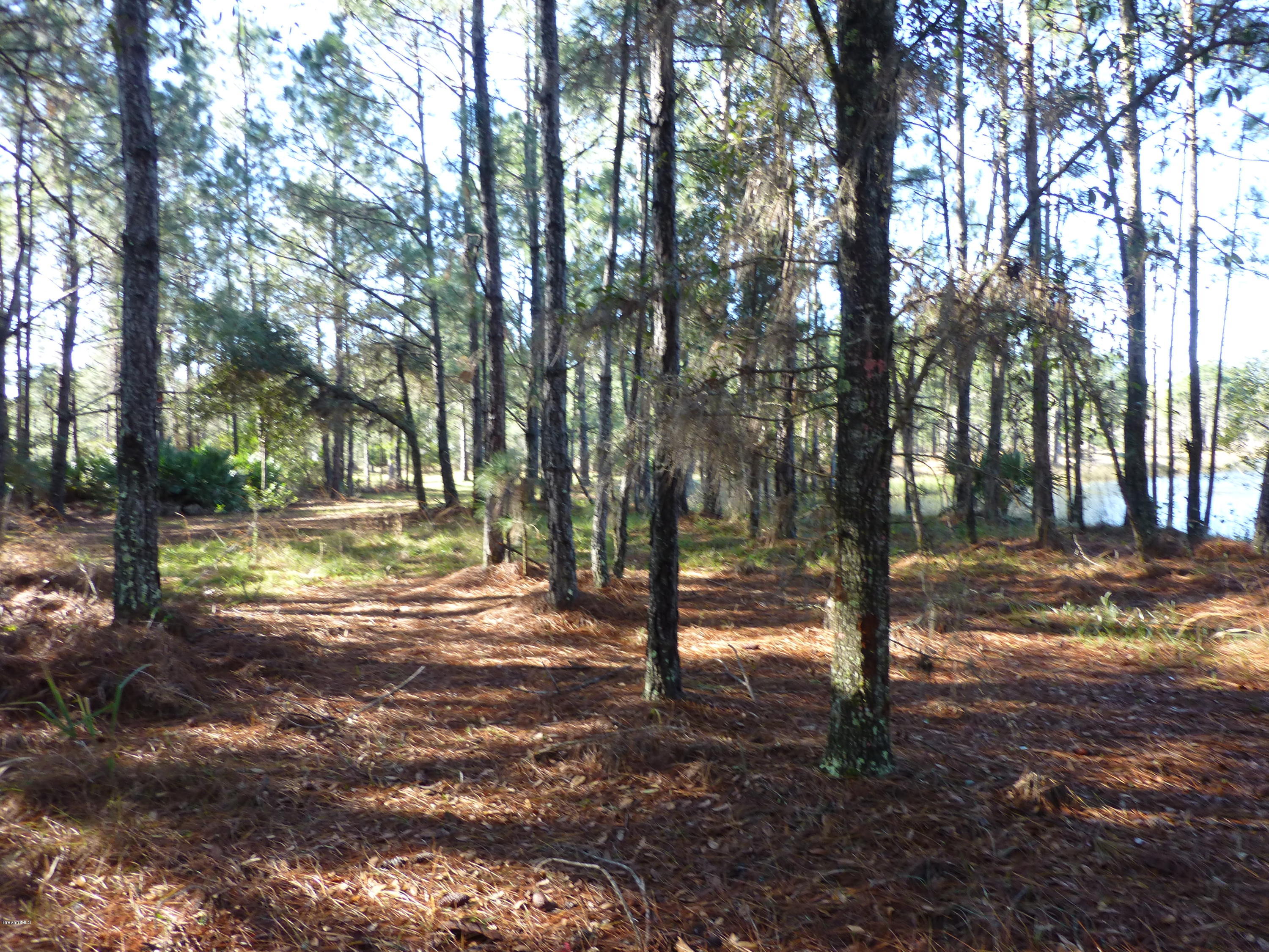 10300 Epiphyte Road Mims, FL 32754 - Photo 17 of 38 P1010472