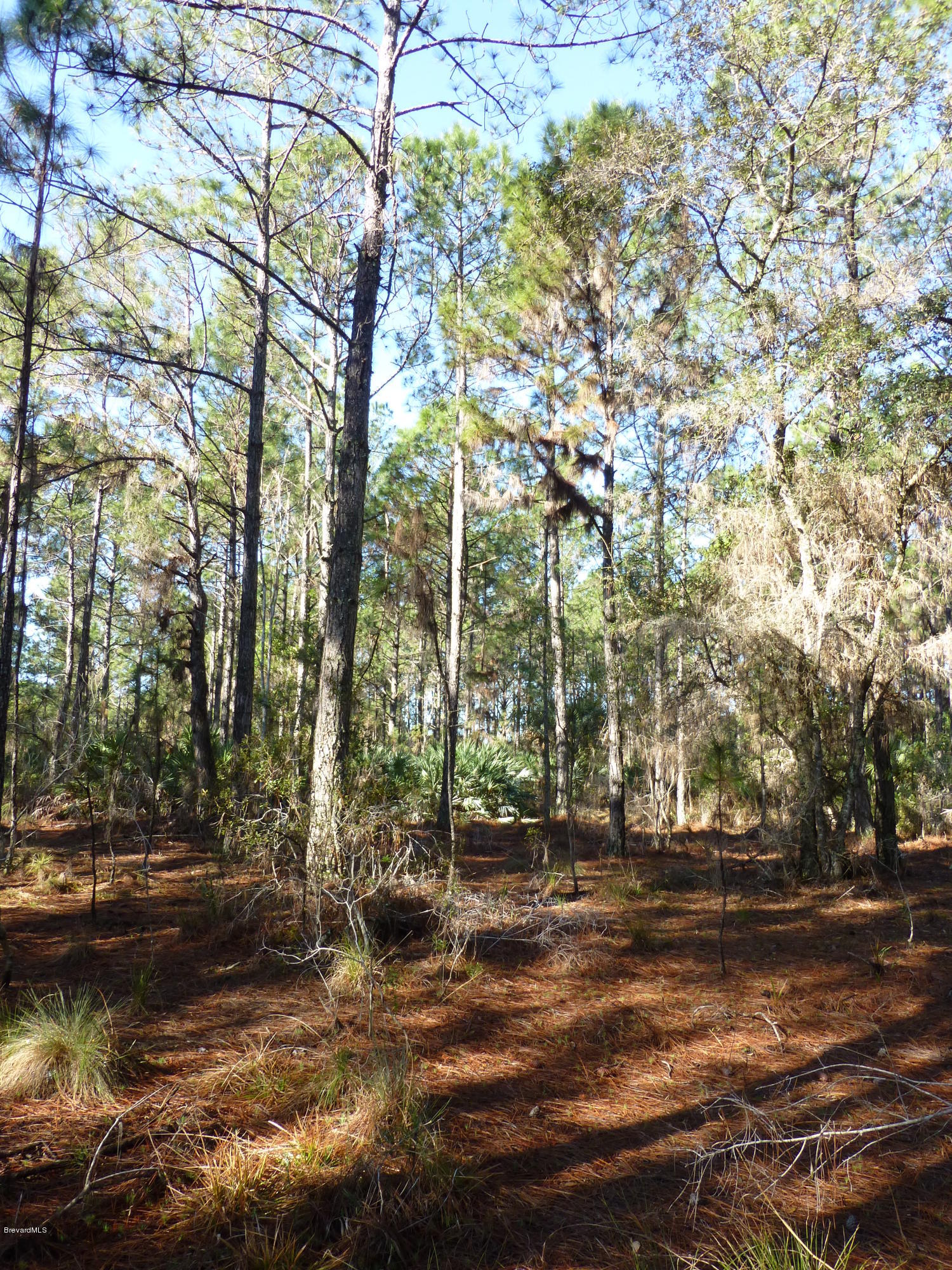 10300 Epiphyte Road Mims, FL 32754 - Photo 19 of 38 P1010474