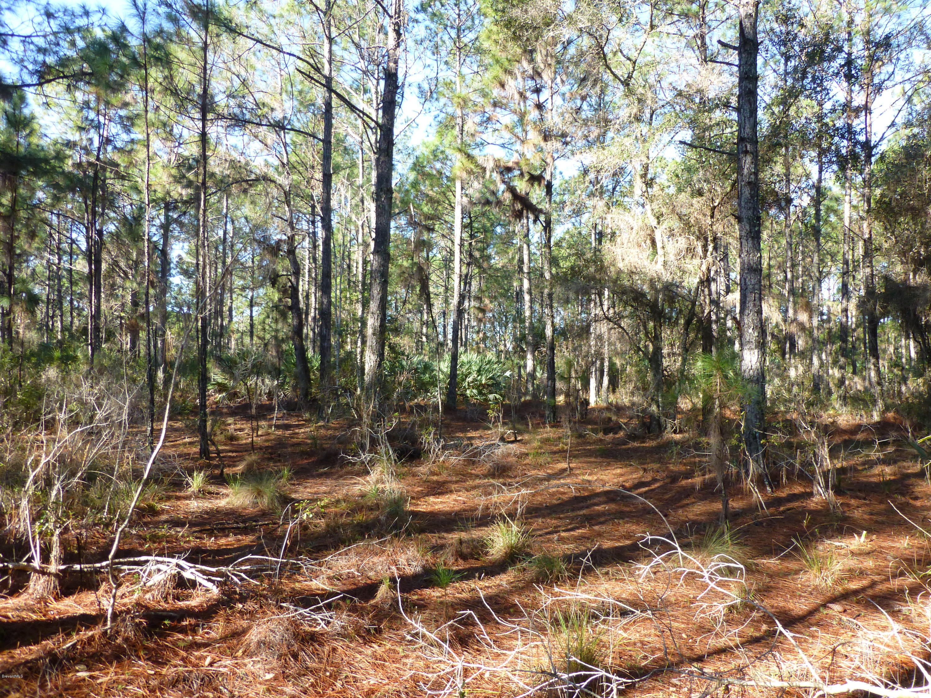 10300 Epiphyte Road Mims, FL 32754 - Photo 20 of 38 P1010445