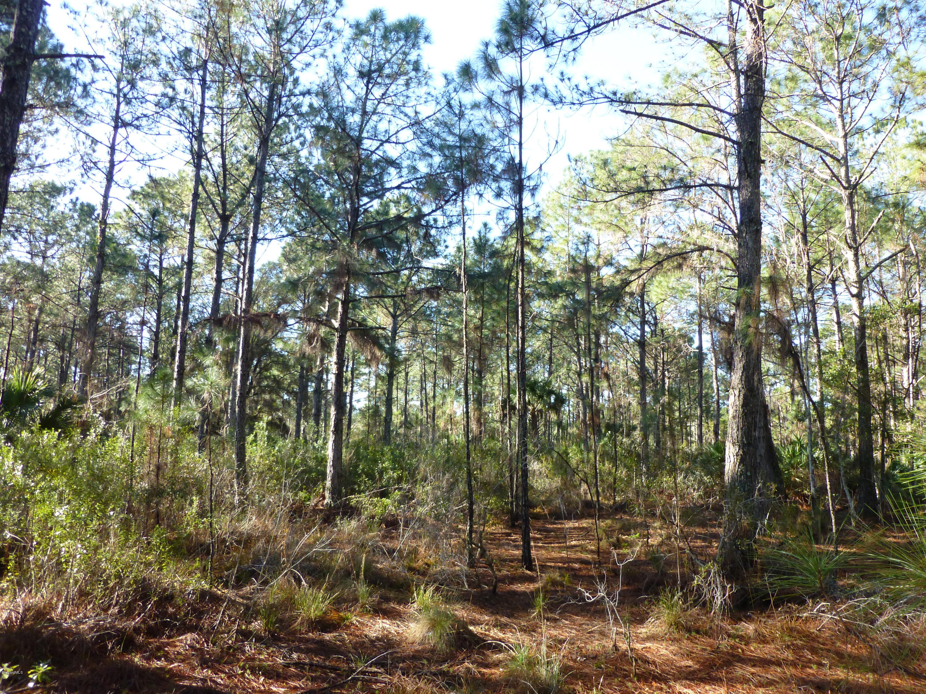 10300 Epiphyte Road Mims, FL 32754 - Photo 21 of 38 P1010446