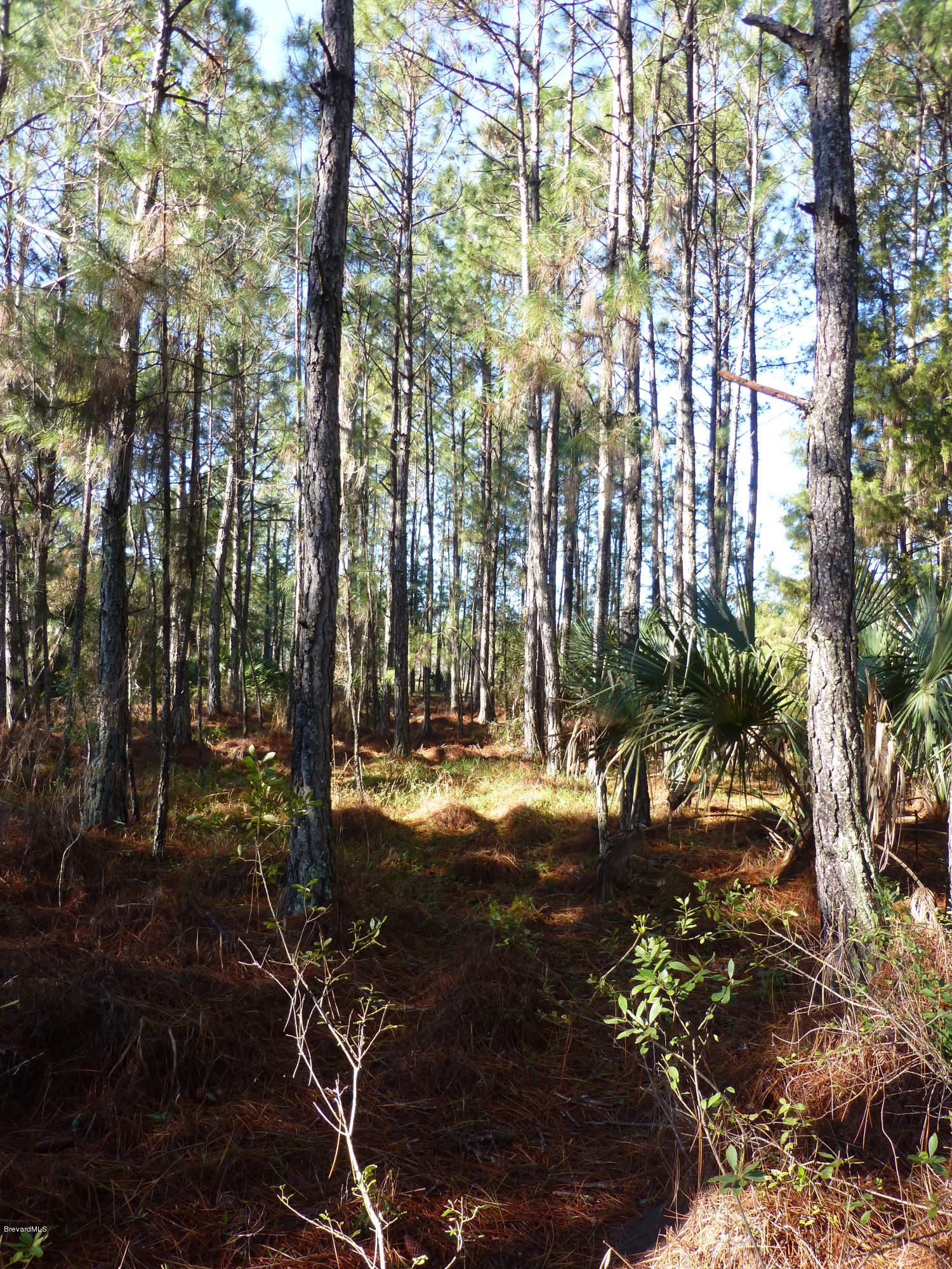 10300 Epiphyte Road Mims, FL 32754 - Photo 24 of 38 P1010451