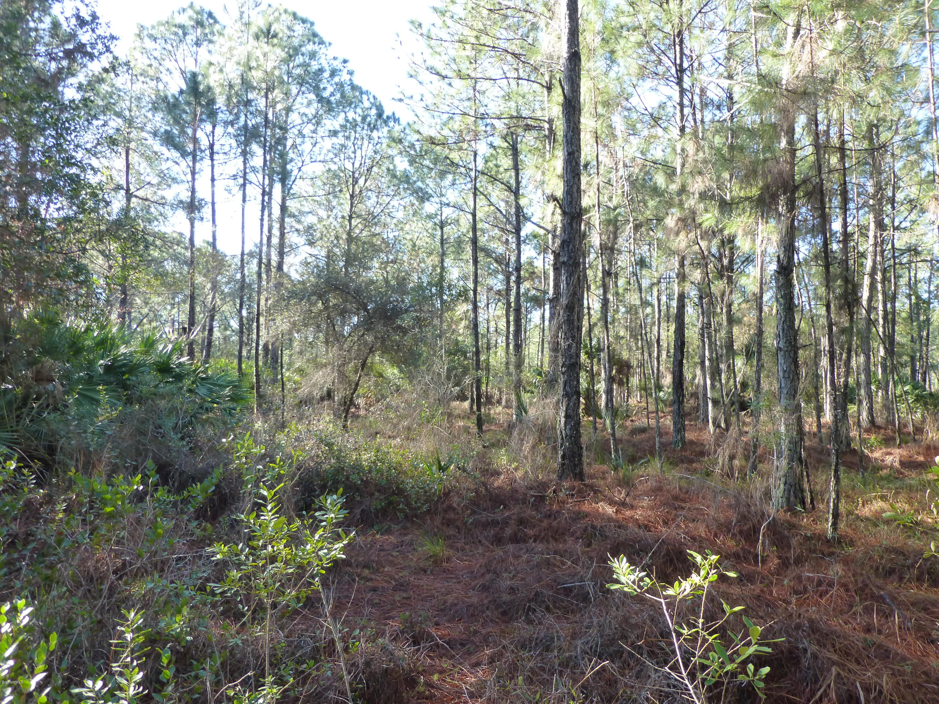 10300 Epiphyte Road Mims, FL 32754 - Photo 25 of 38 P1010452