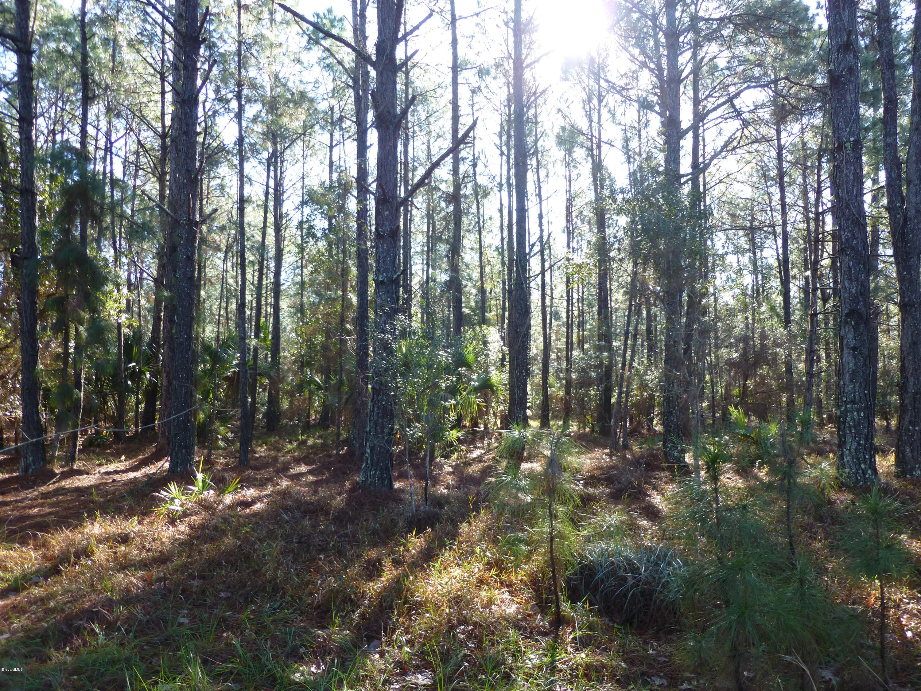 10300 Epiphyte Road Mims, FL 32754 - Photo 10 of 38 P1010466