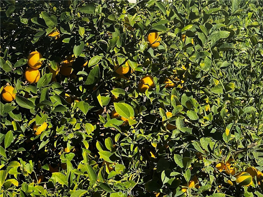 2022 Mirage Way Corona, CA 92882 - Photo 45 of 45 Fruit Trees